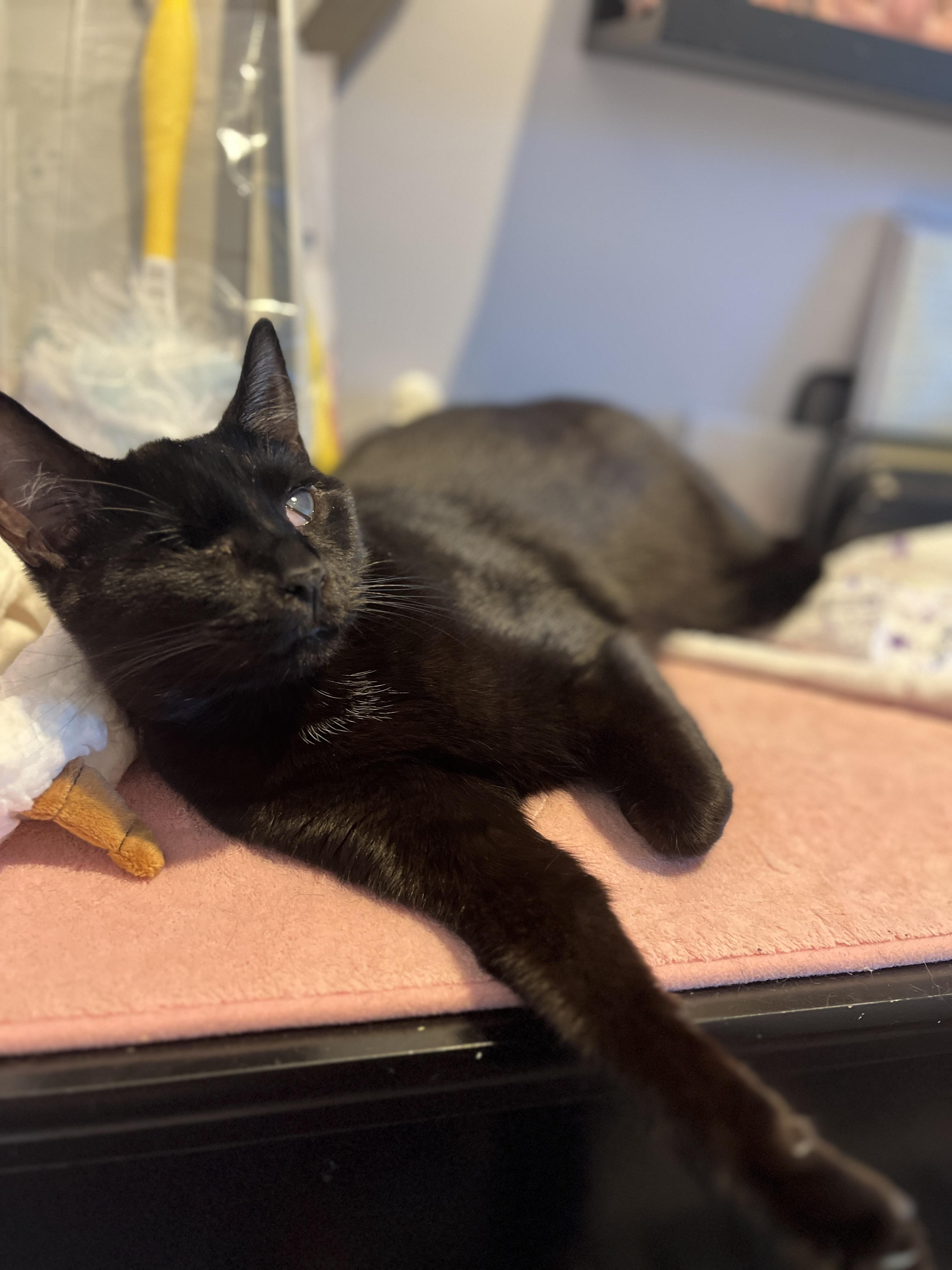 Enlarge Olive, an adopted Domestic Short Hair in Manorville, NY image 3/6