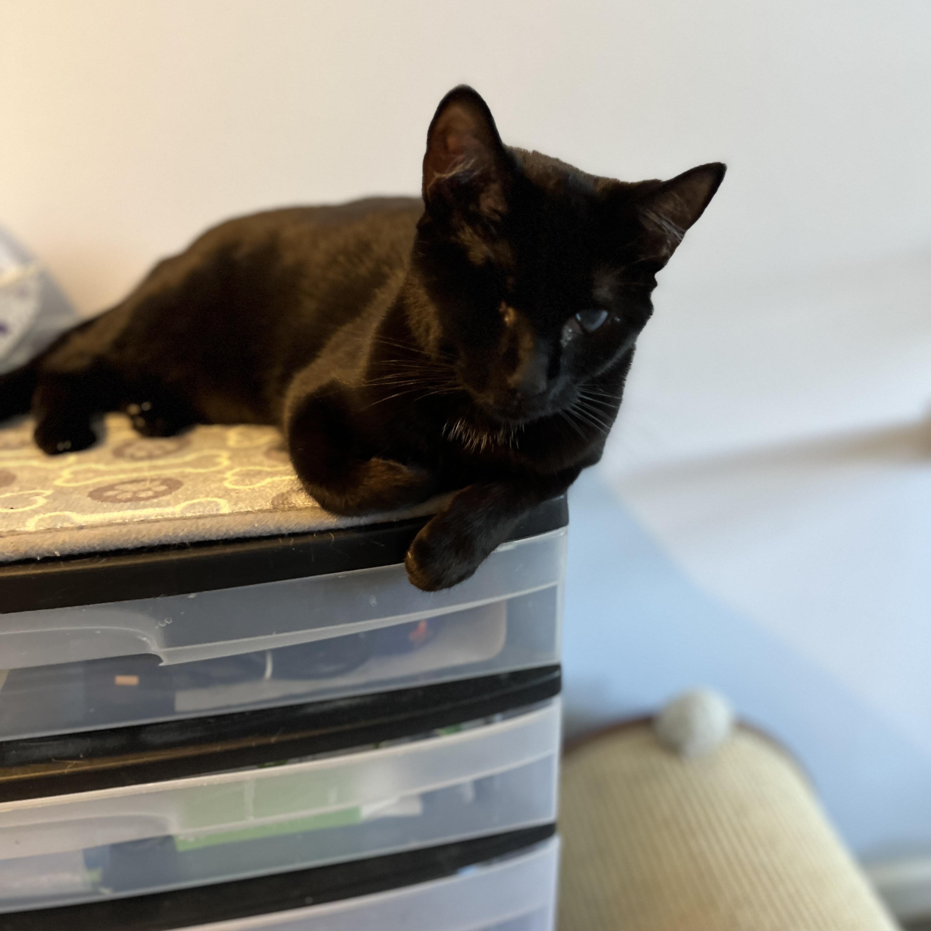 Enlarge Olive, an adopted Domestic Short Hair in Manorville, NY image 5/6