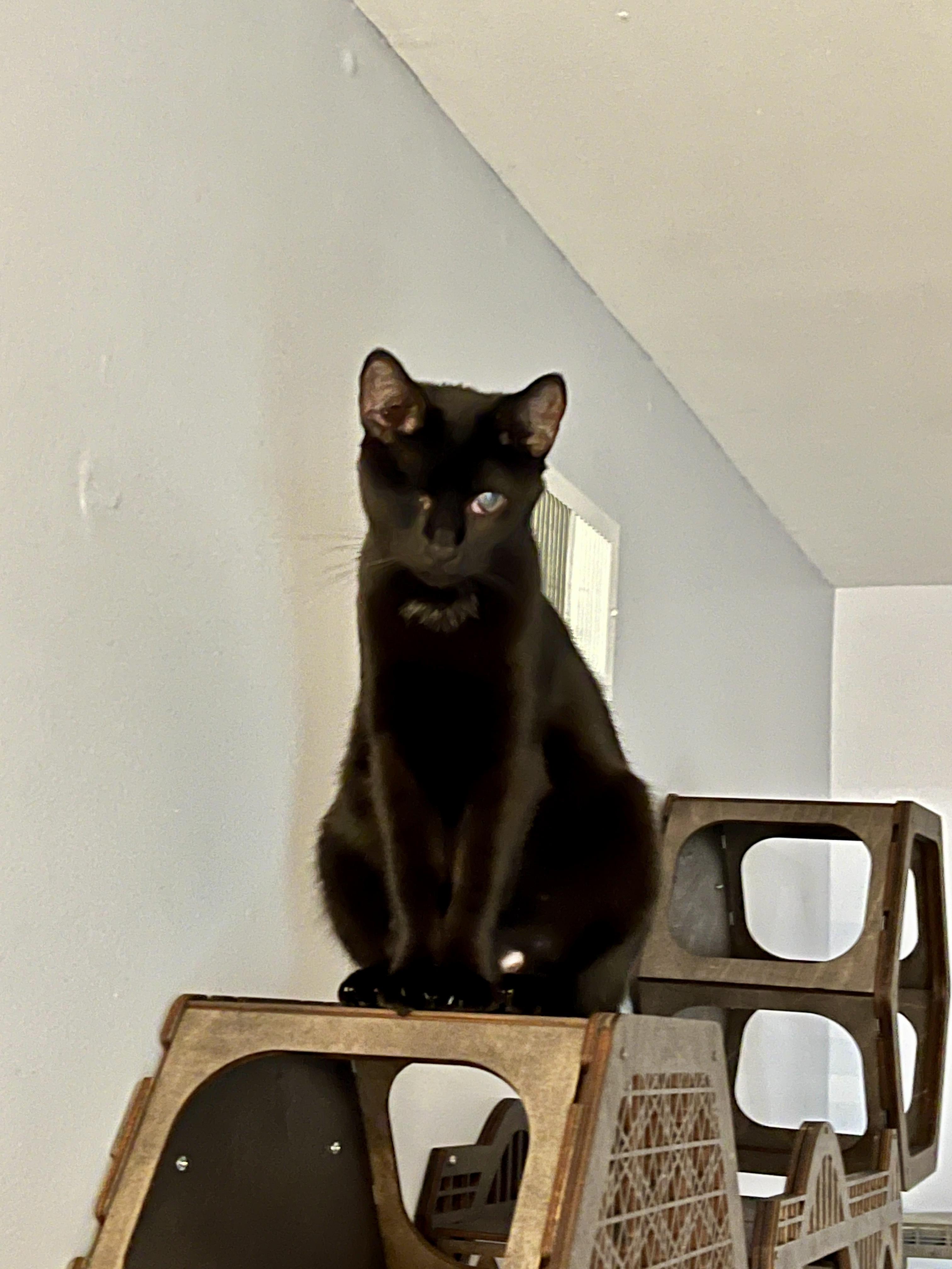 Olive, adopted, Adult Female Domestic Short Hair.