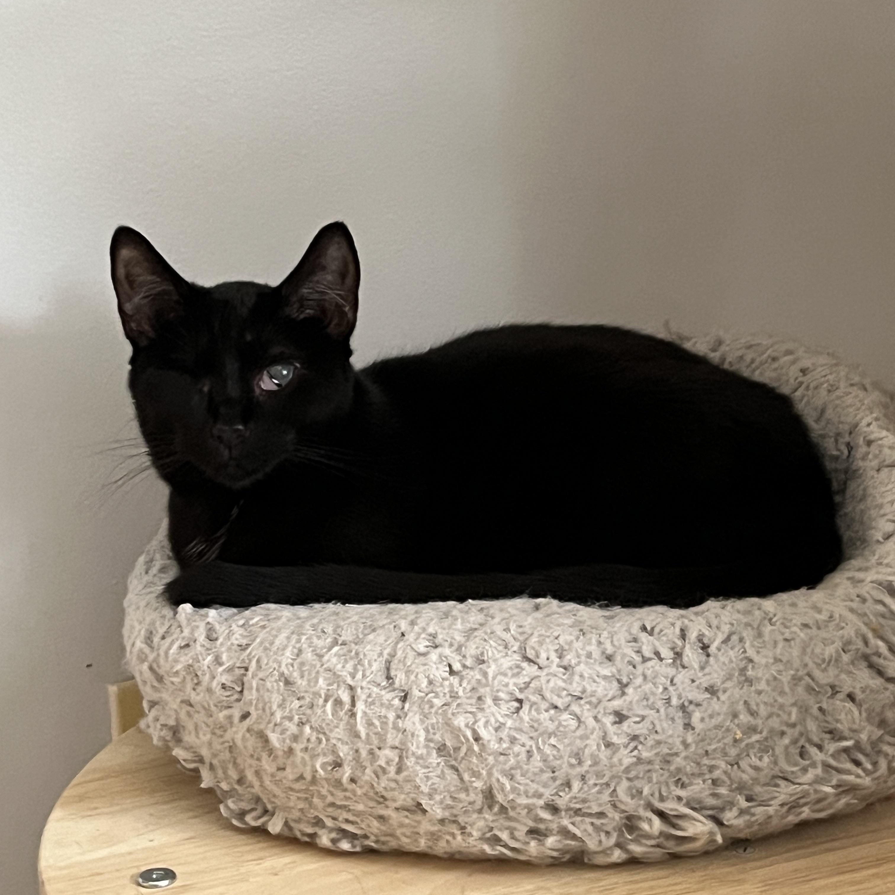 Enlarge Olive, an adopted Domestic Short Hair in Manorville, NY image 2/6