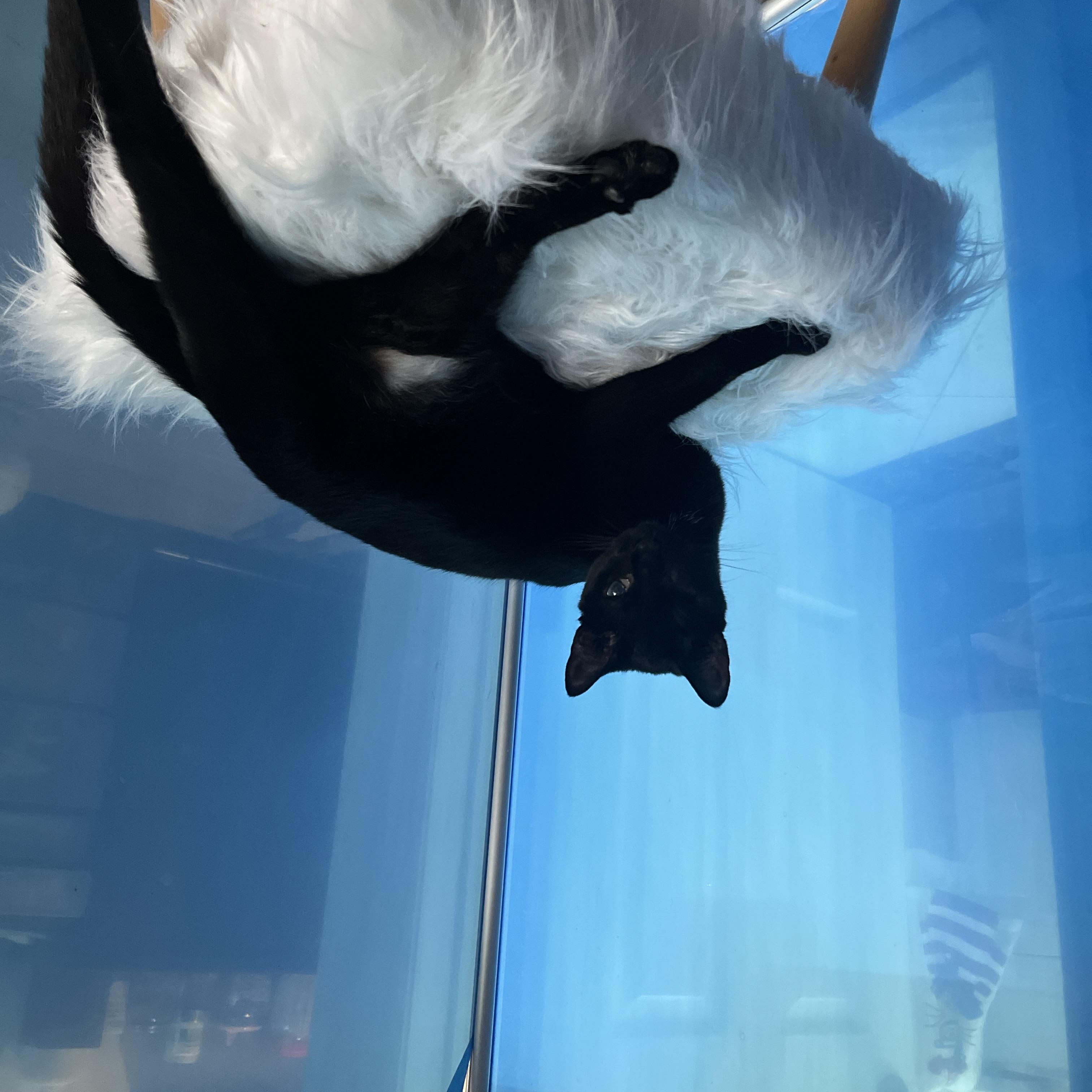 Enlarge Olive, an adopted Domestic Short Hair in Manorville, NY image 4/6