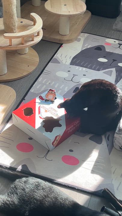 Enlarge Olive, an adopted Domestic Short Hair in Manorville, NY video 6/6