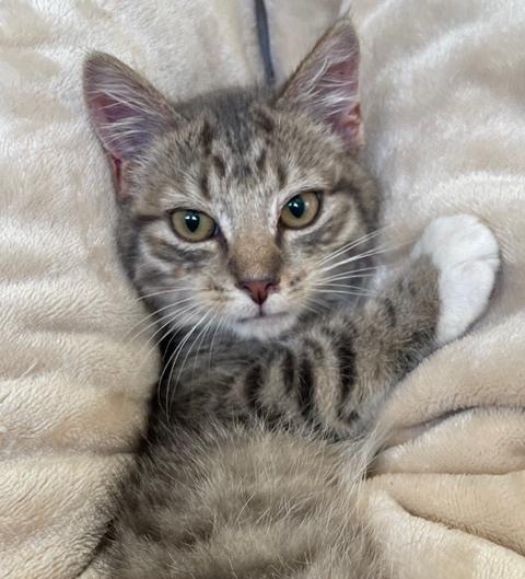 Grayson (IN TRIAL ADOPTION) 1