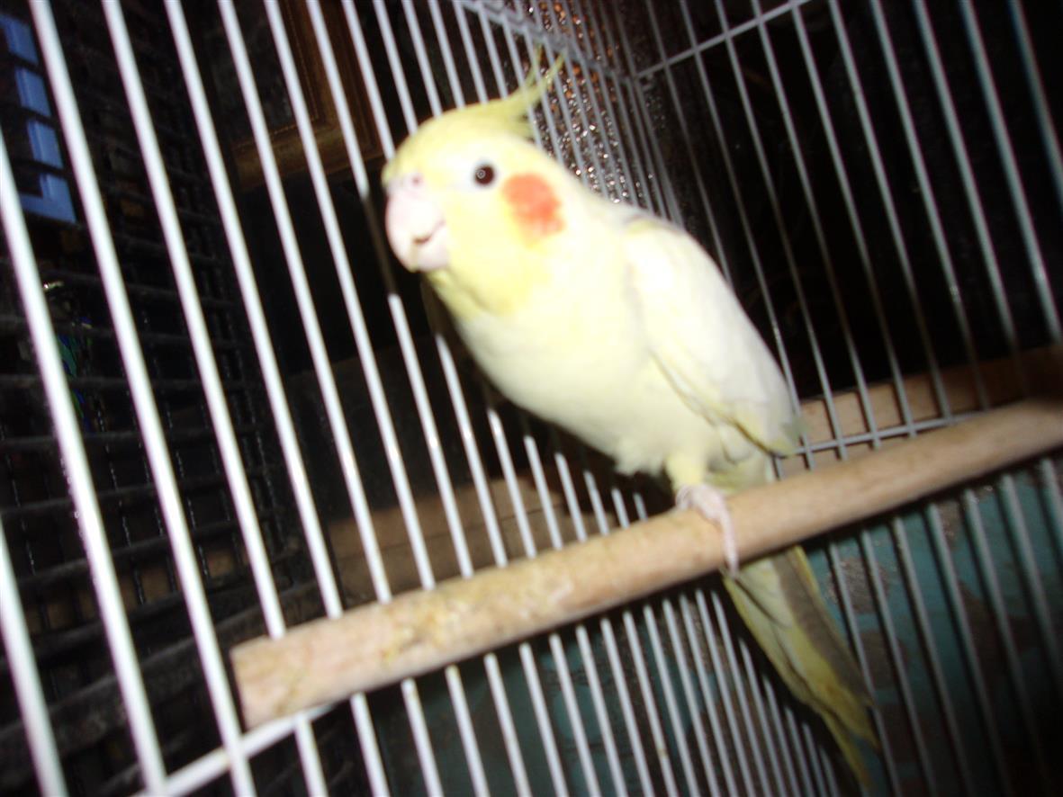 Enlarge Cockatiel - Mostly yellow, a ADOPTABLE Cockatiel in Brecksville, OH image 2/2
