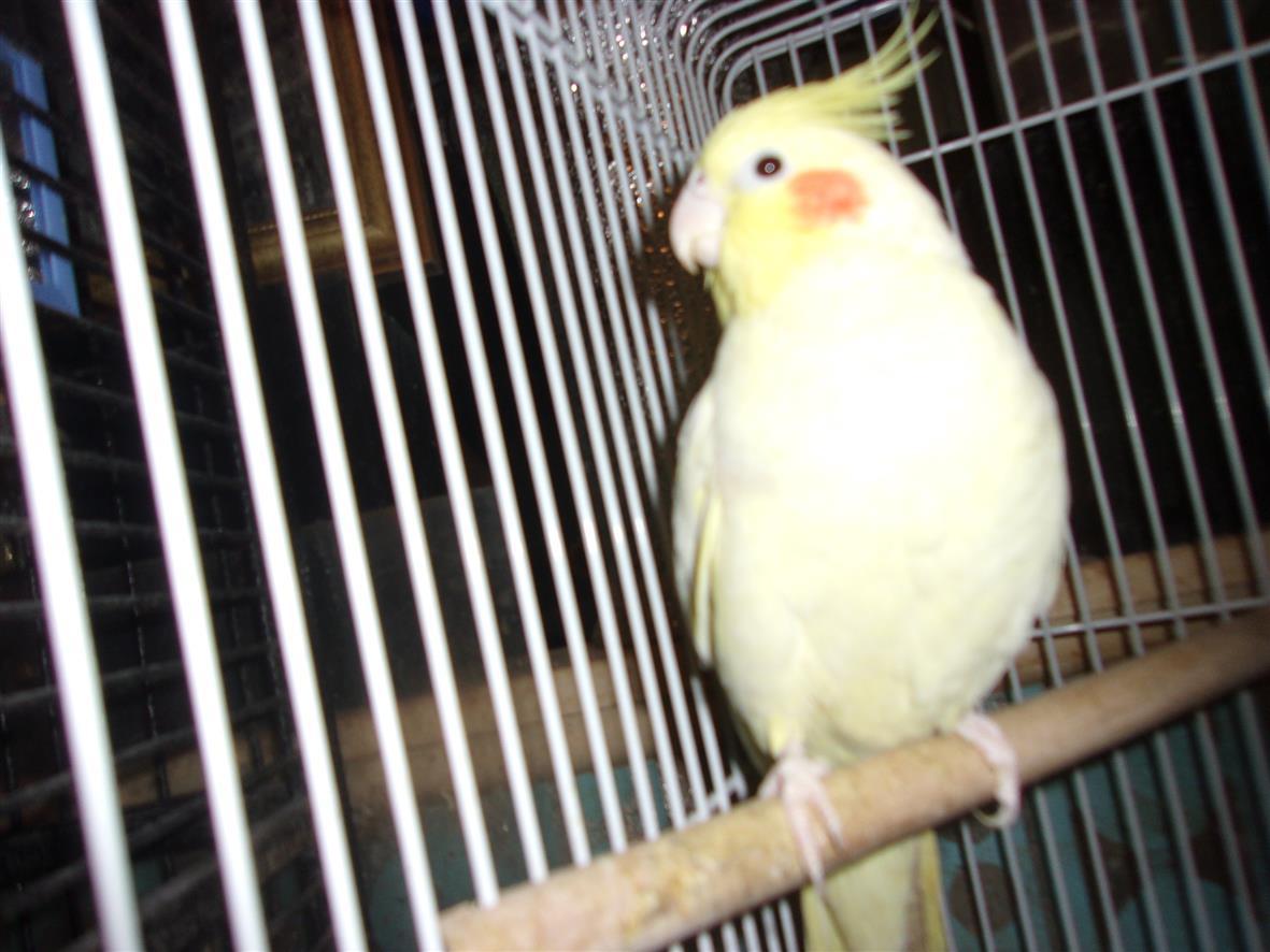 Cockatiel - Mostly yellow, ADOPTABLE, Adult Female Cockatiel.