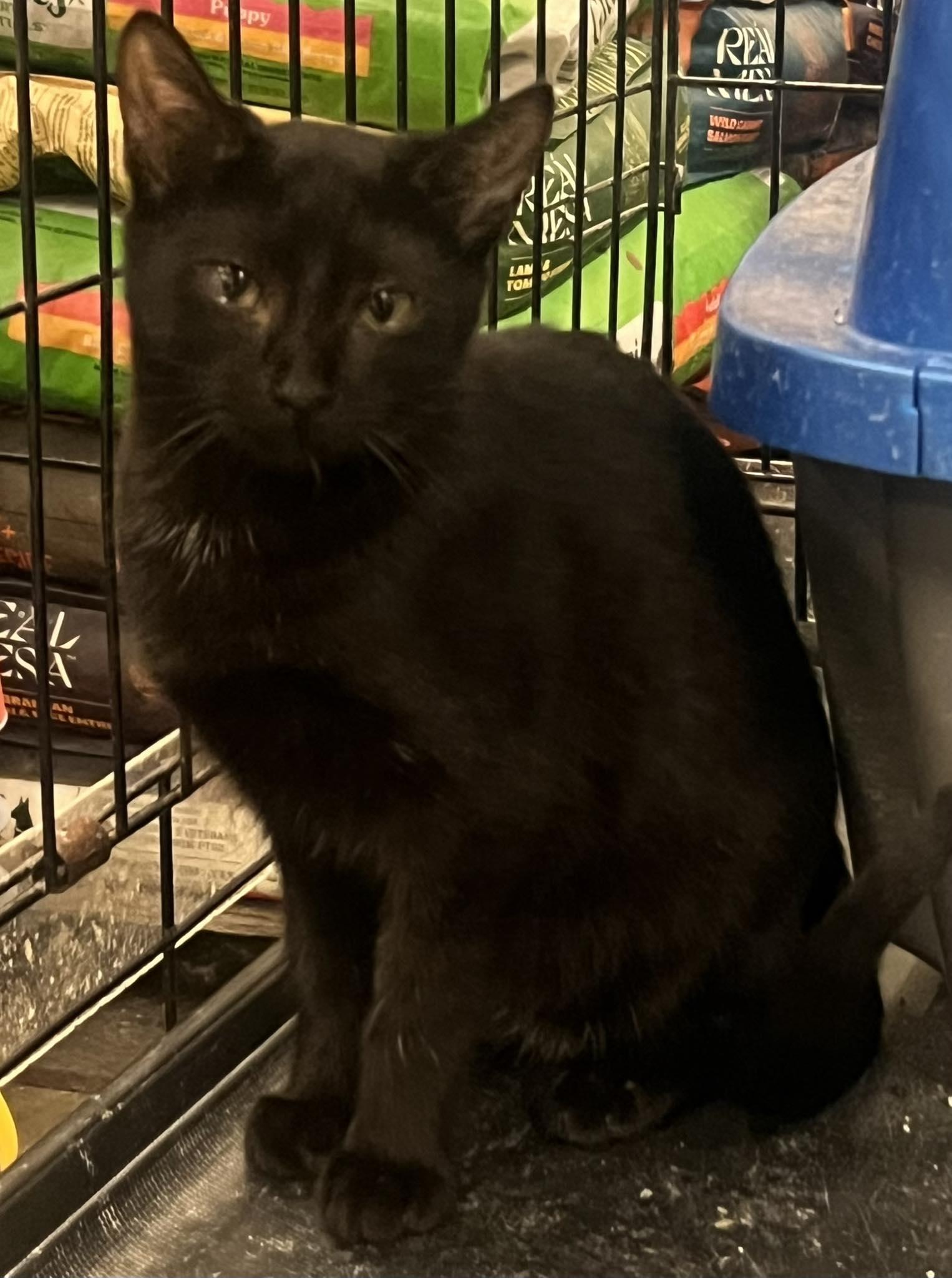 Daisy, Adoptable, Young Female Domestic Short Hair.