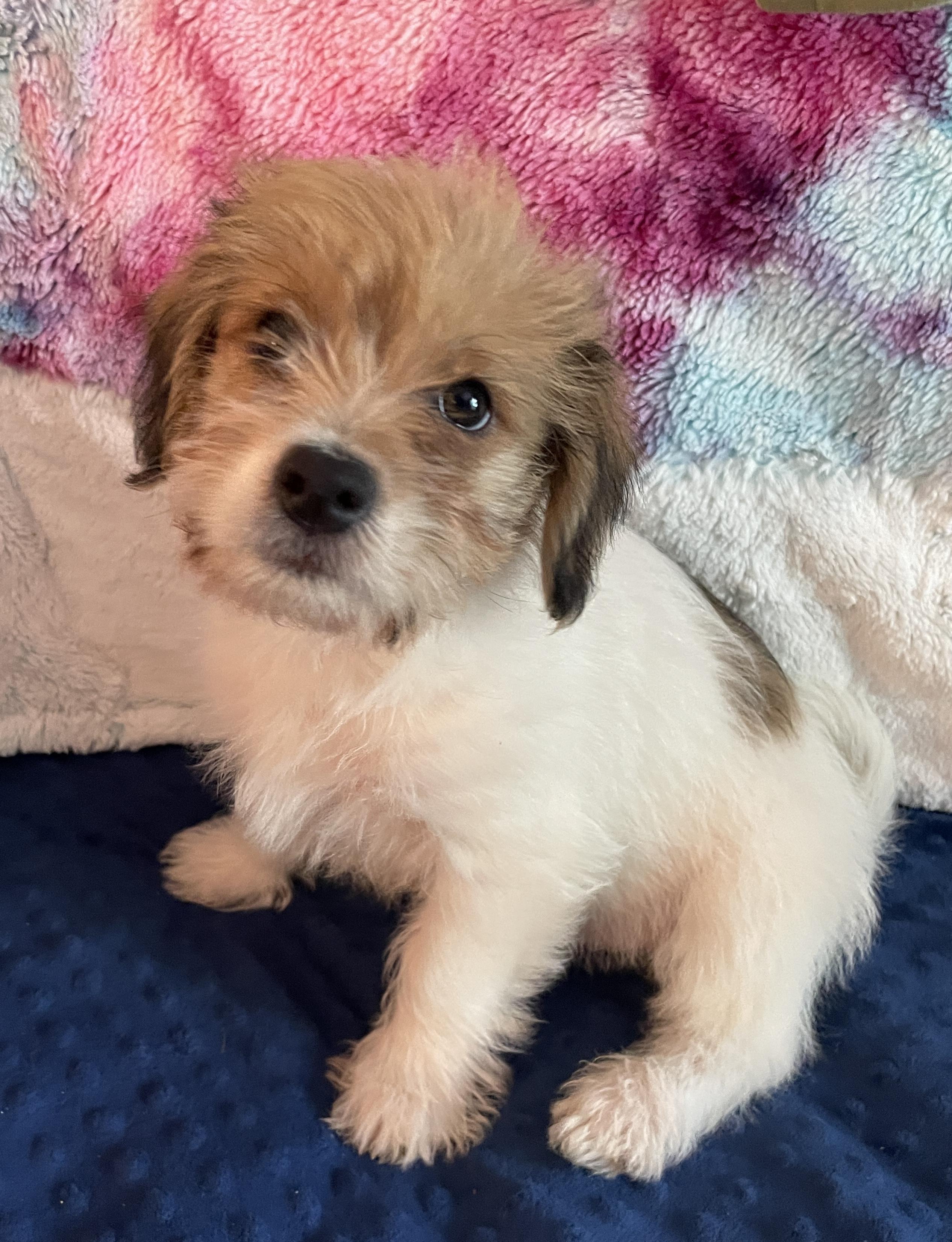 Enlarge Otis, a ADOPTABLE mixed breed in Overland Park, KS image 1/1