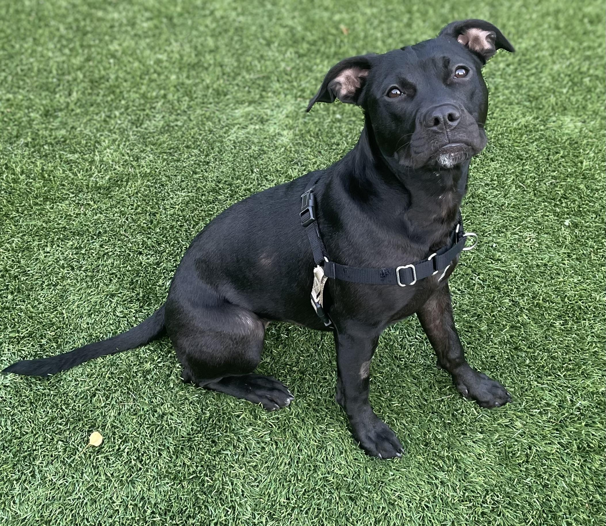Enlarge Wednesday, an adopted Pit Bull Terrier in Berkeley, CA image 3/6