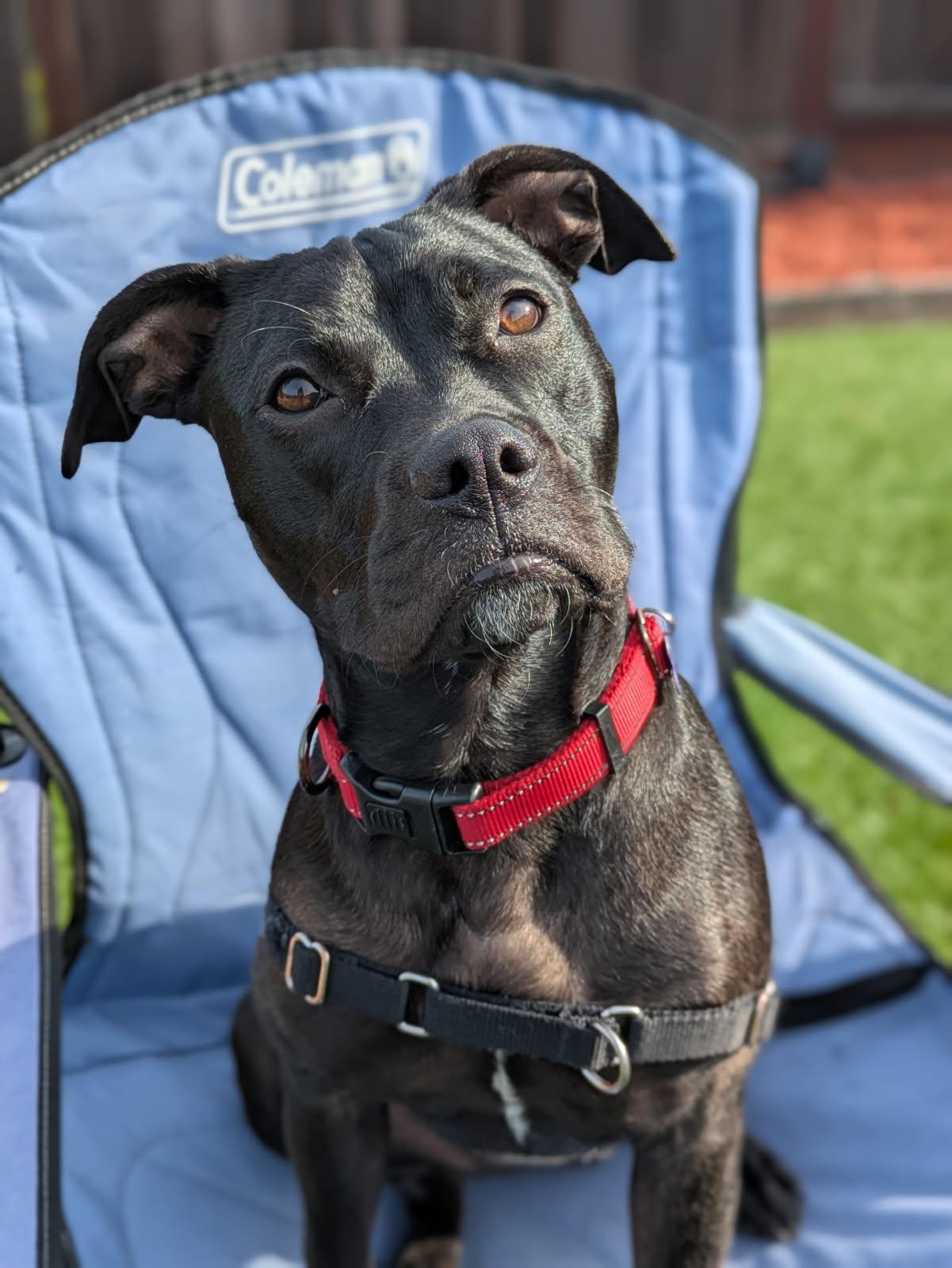 Enlarge Wednesday, an adopted Pit Bull Terrier in Berkeley, CA image 6/6