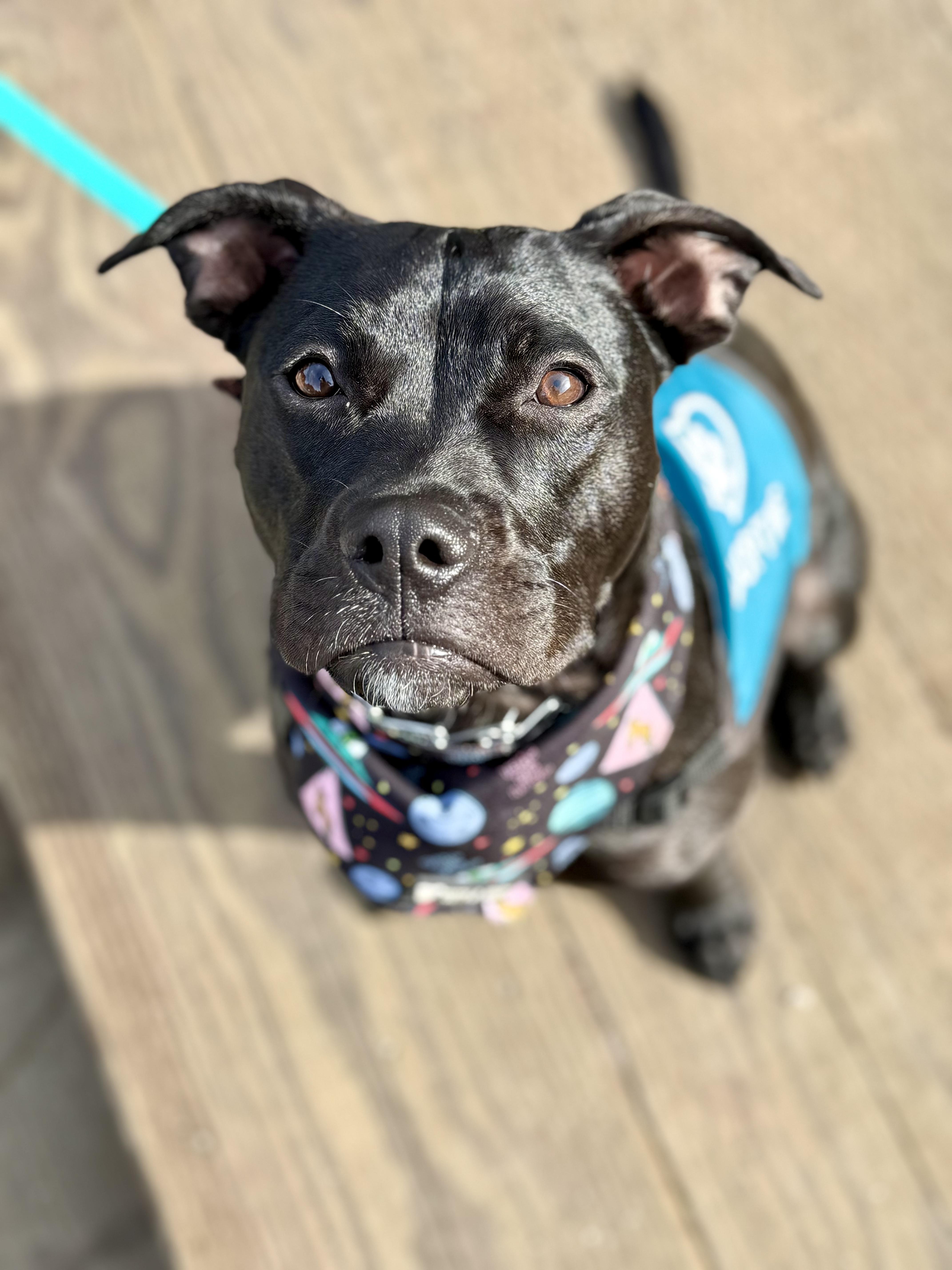 Wednesday, adopted, Young Female Pit Bull Terrier.