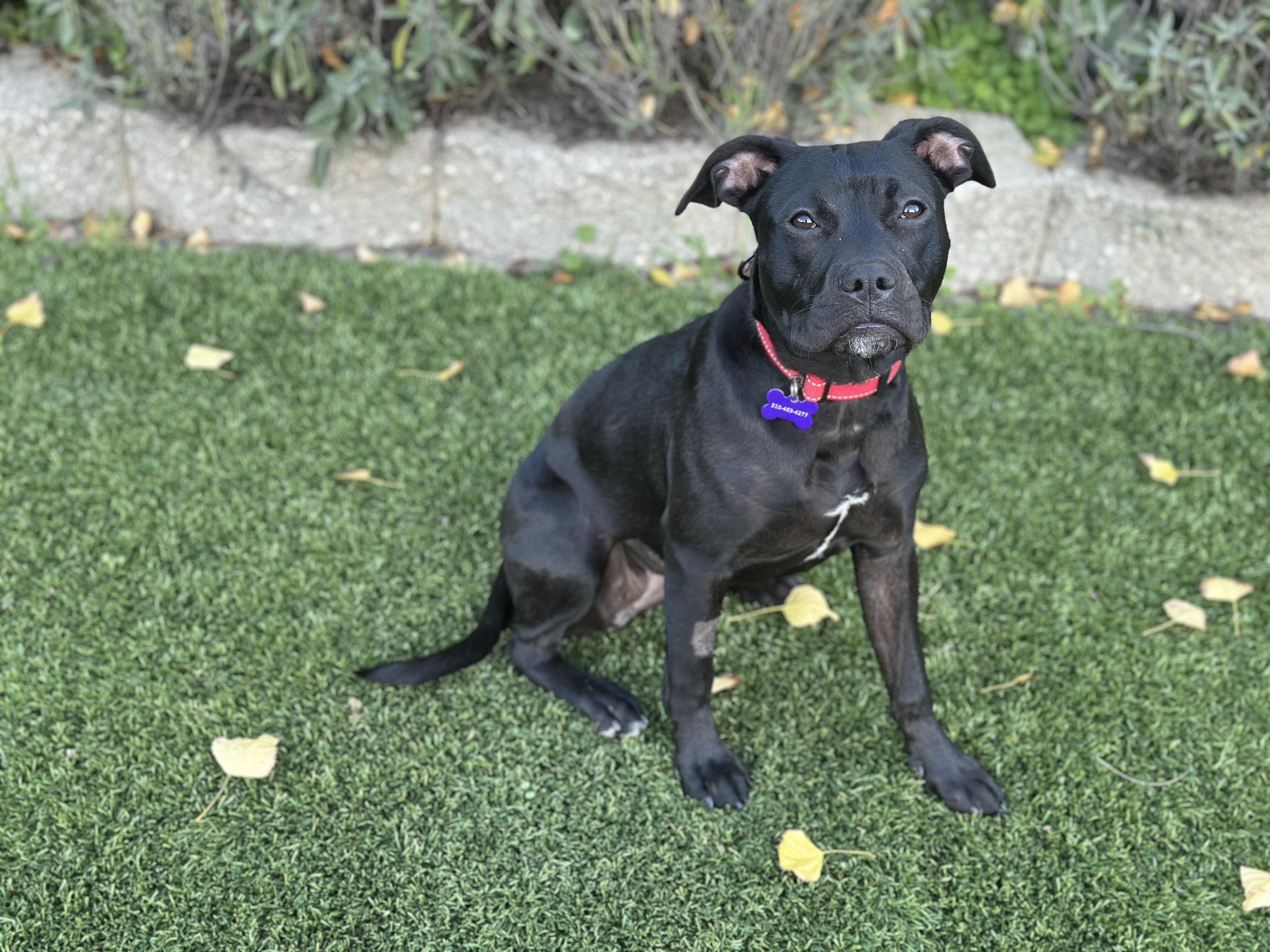 Enlarge Wednesday, an adopted Pit Bull Terrier in Berkeley, CA image 4/6