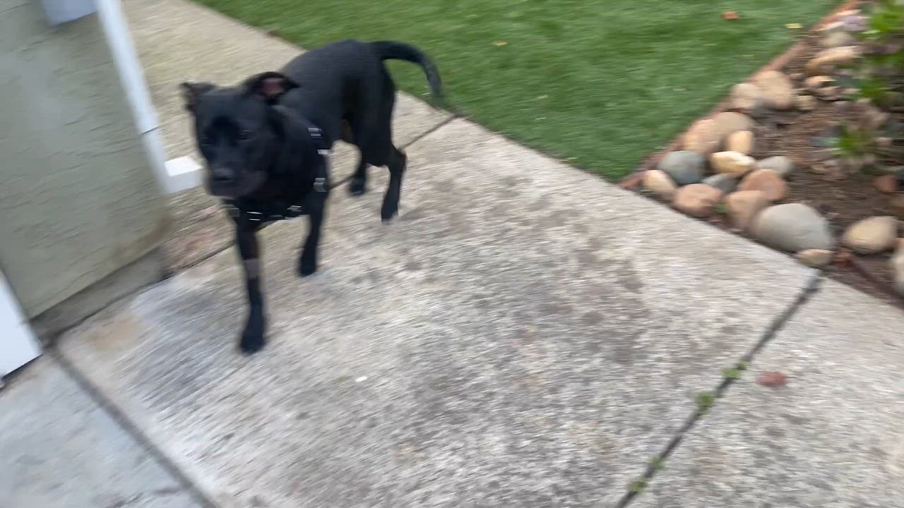 Enlarge Wednesday, an adopted Pit Bull Terrier in Berkeley, CA video 5/6