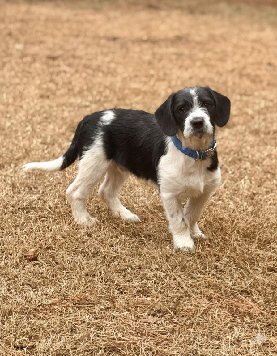 Enlarge Cecil, a Adoptable mixed breed in Plantsville, CT image 3/5