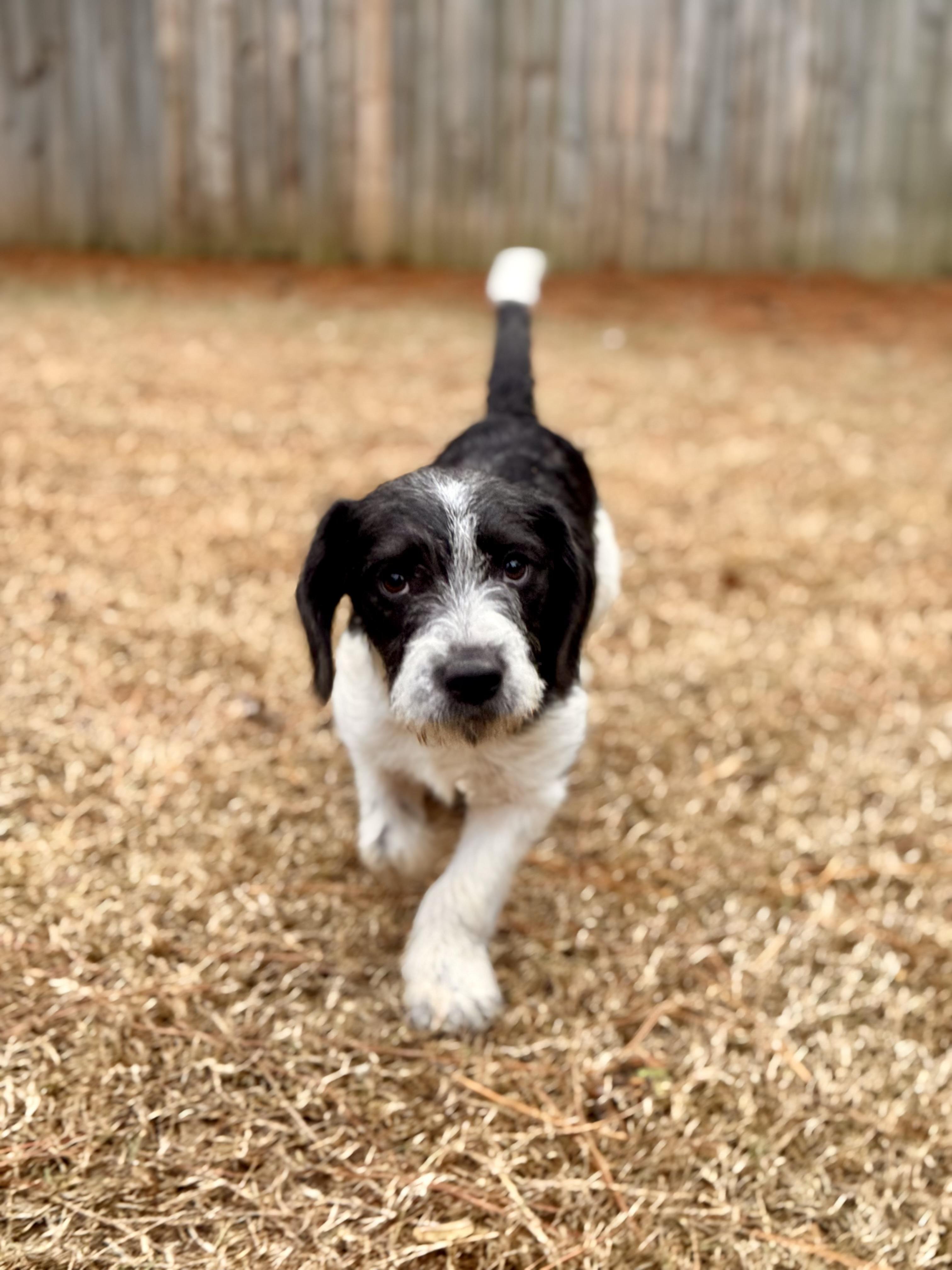 Enlarge Cecil, a Adoptable mixed breed in Plantsville, CT image 5/5