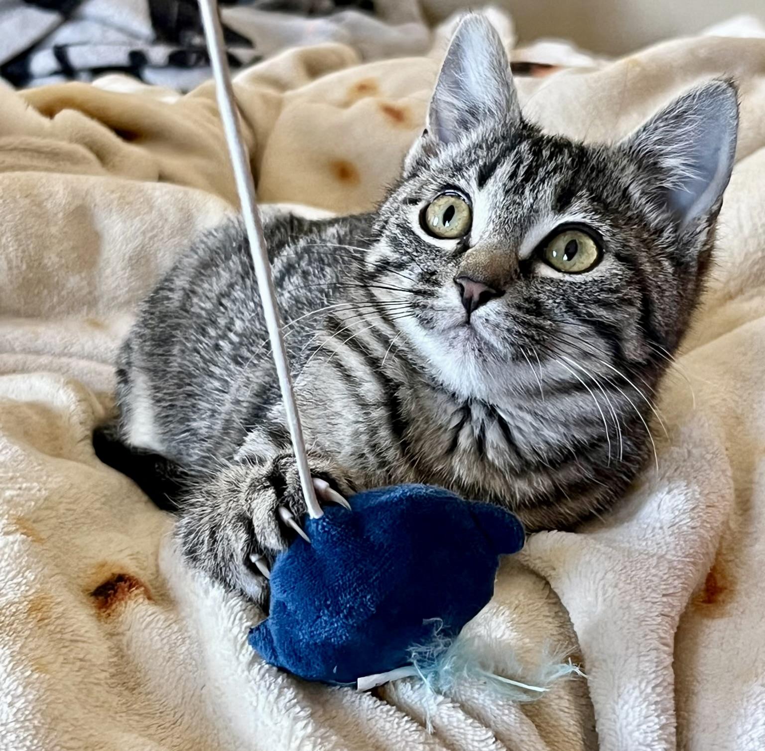 Marjorie, ADOPTABLE, Kitten Female Domestic Short Hair.