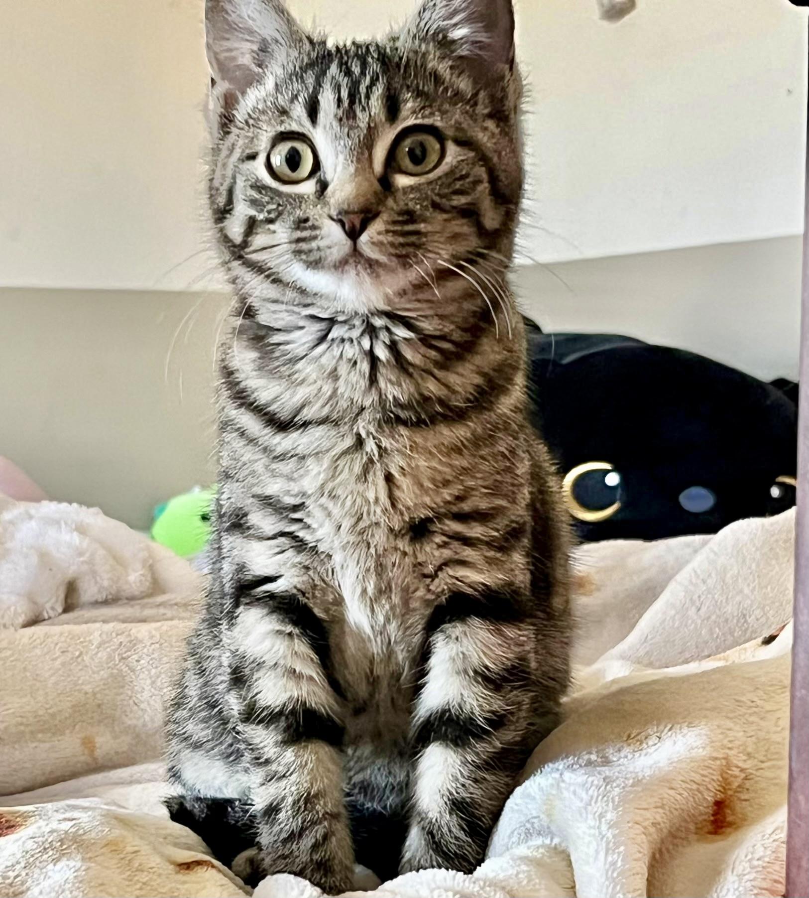 Enlarge Marjorie, a ADOPTABLE Domestic Short Hair in Mount Juliet, TN image 2/6