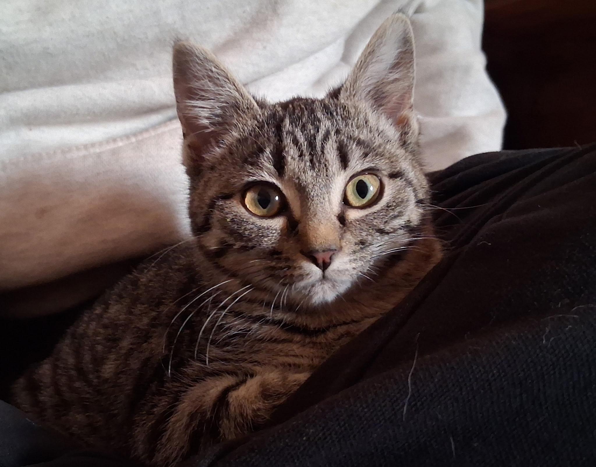 Enlarge Marjorie, a ADOPTABLE Domestic Short Hair in Mount Juliet, TN image 6/6