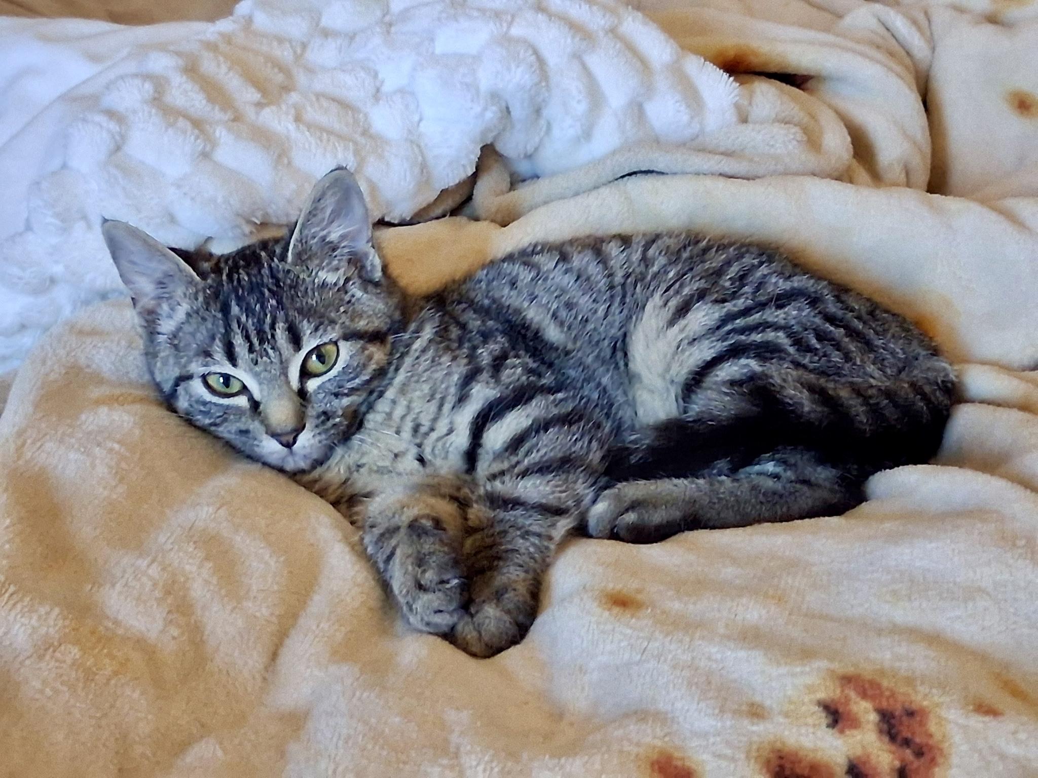 Enlarge Marjorie, a ADOPTABLE Domestic Short Hair in Mount Juliet, TN image 3/6