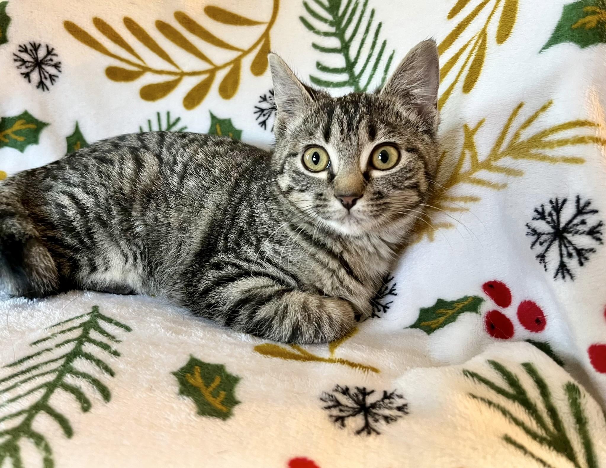 Enlarge Marjorie, a ADOPTABLE Domestic Short Hair in Mount Juliet, TN image 5/6