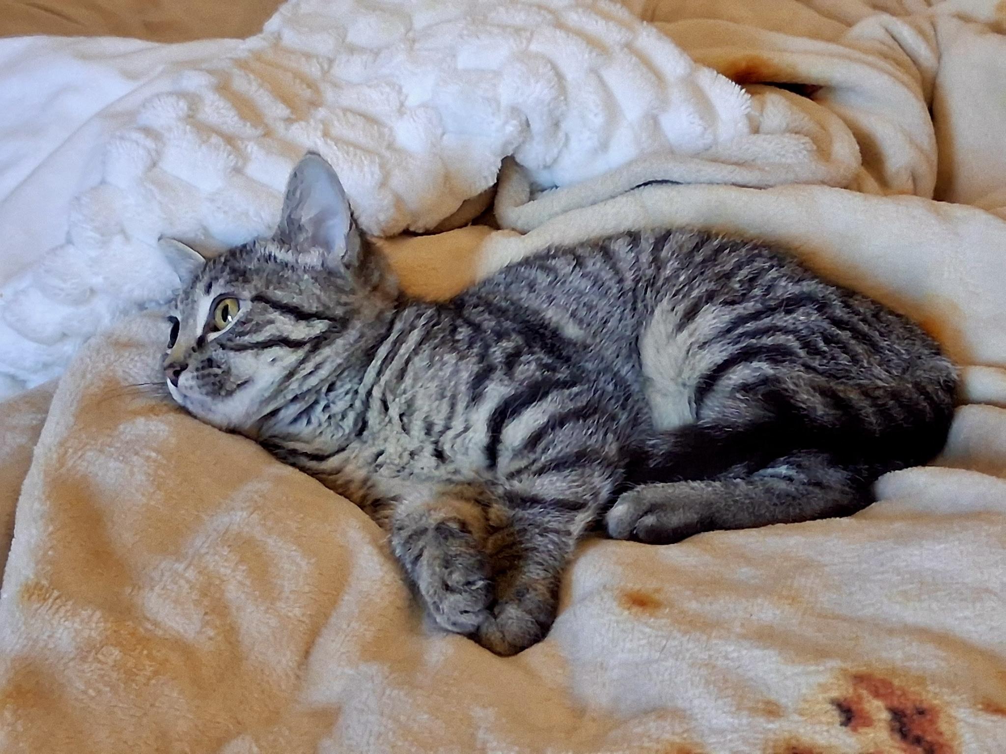 Enlarge Marjorie, a ADOPTABLE Domestic Short Hair in Mount Juliet, TN image 4/6