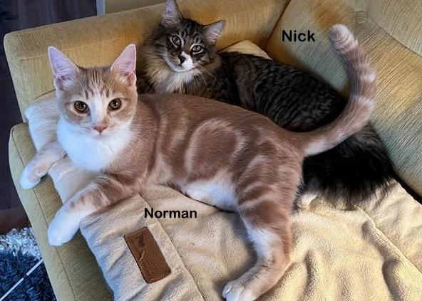 Enlarge Norman, a Adoptable mixed breed in Portland, OR image 5/5