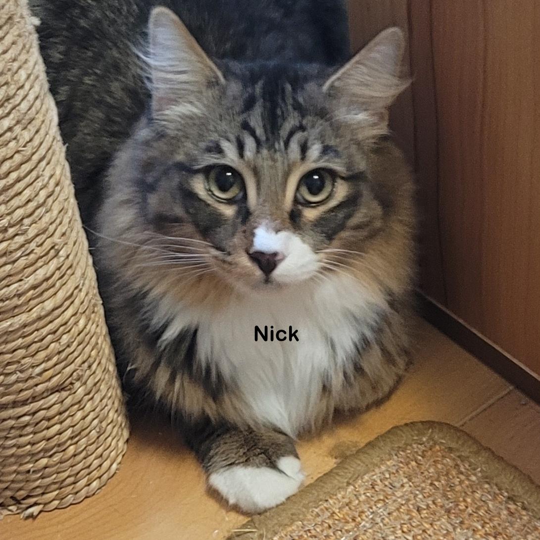 Enlarge Norman, a Adoptable mixed breed in Portland, OR image 4/5