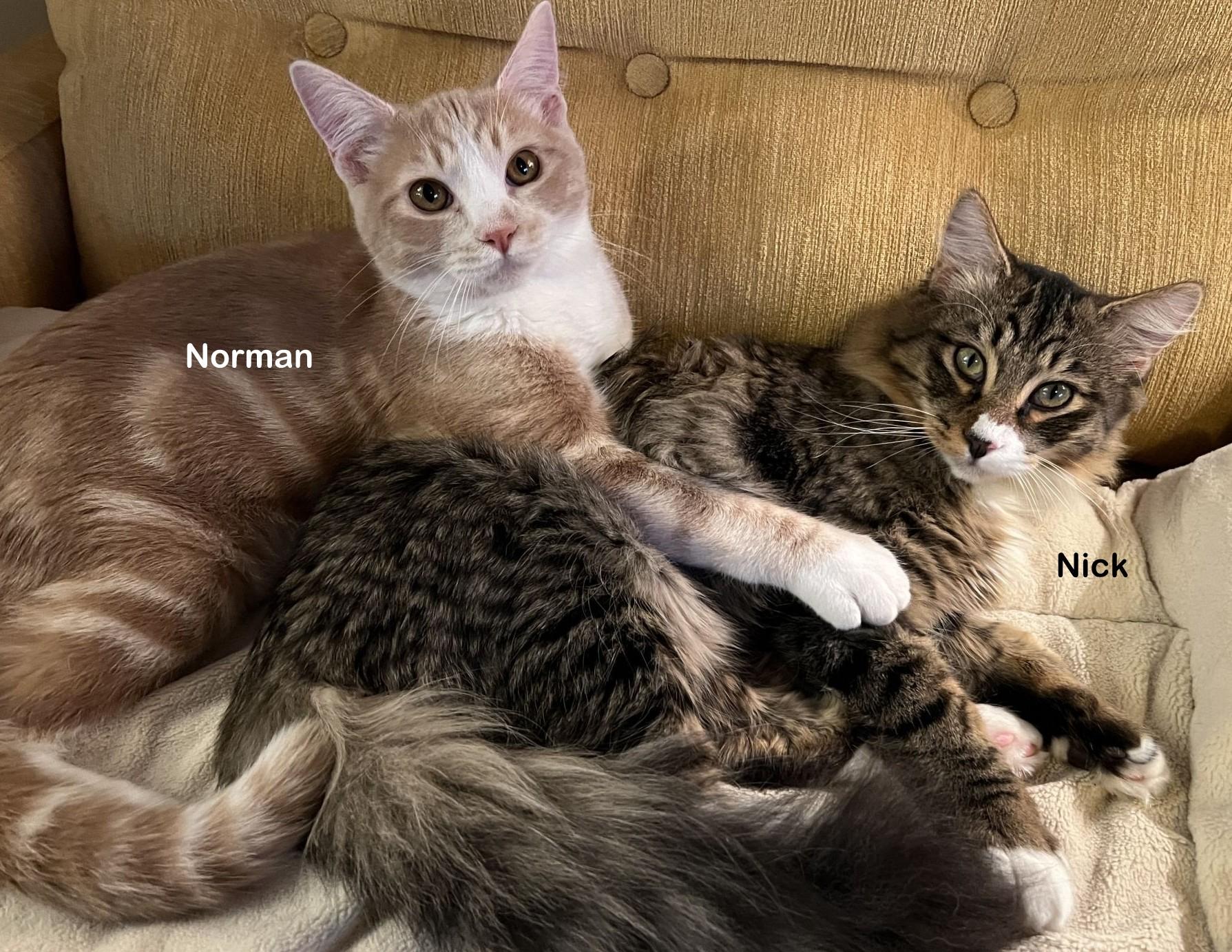 Enlarge Norman, a Adoptable mixed breed in Portland, OR image 3/5