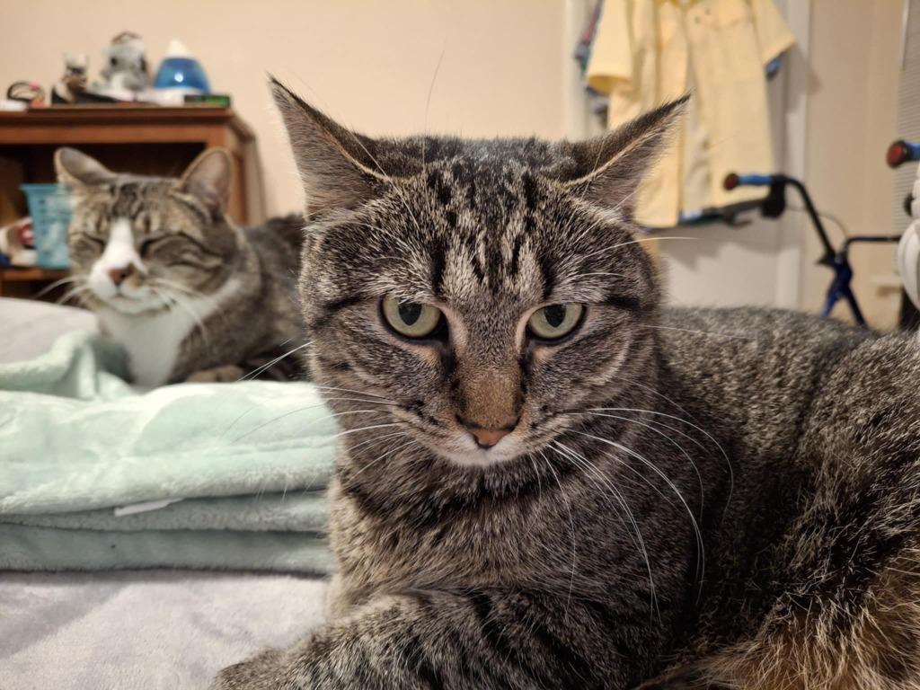 Maggie Rose, Adoptable, Adult Female Domestic Short Hair.