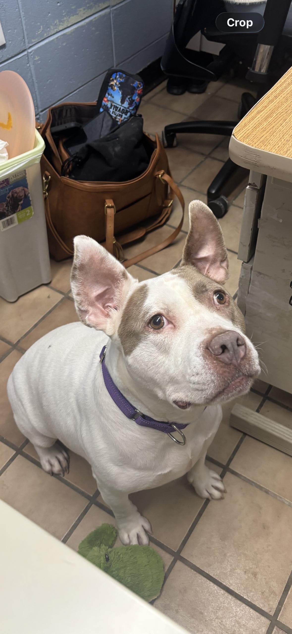 Edna, ADOPTABLE, Senior Female American Staffordshire Terrier.
