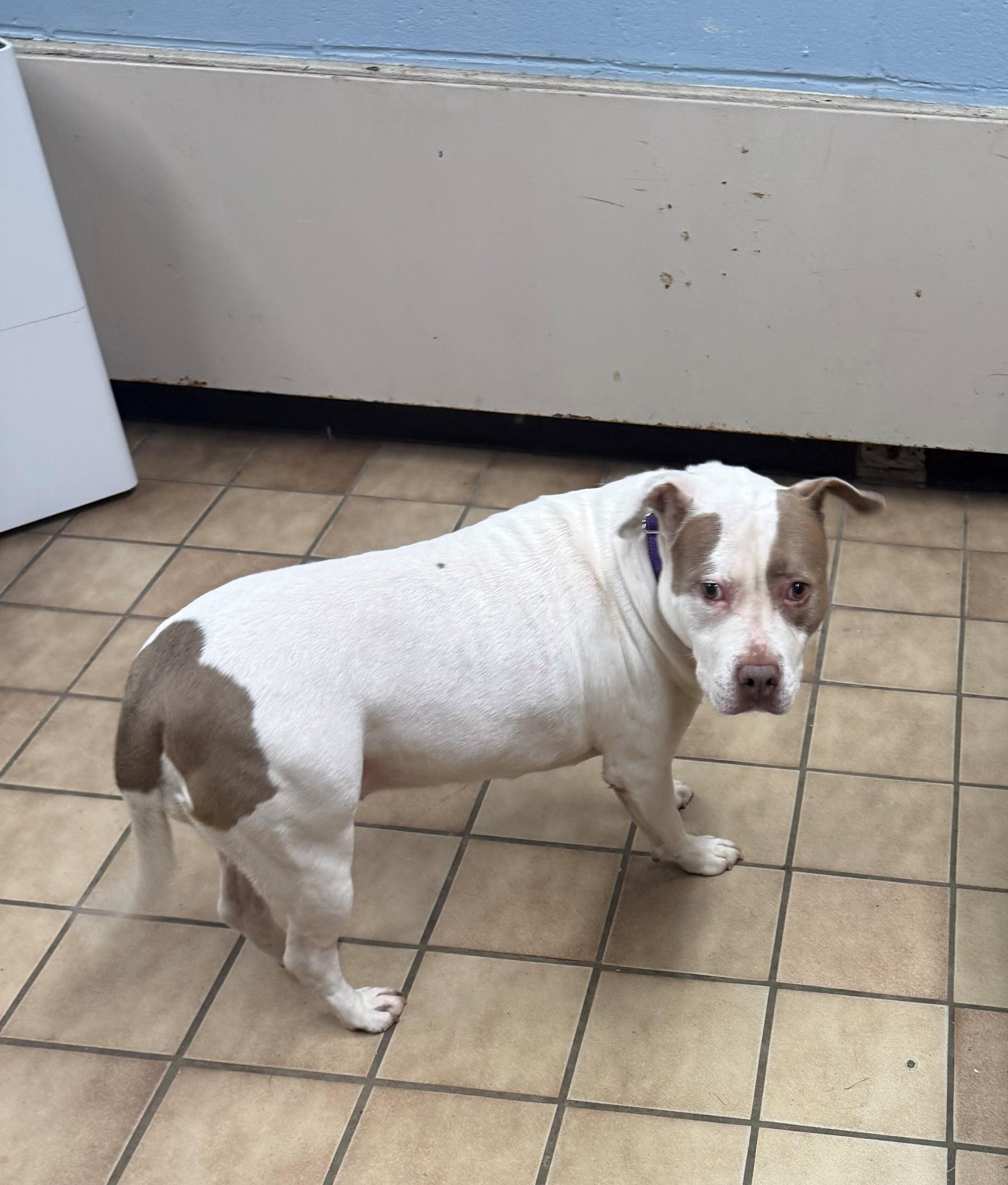 Enlarge Edna, a ADOPTABLE American Staffordshire Terrier in Edison, NJ image 2/2