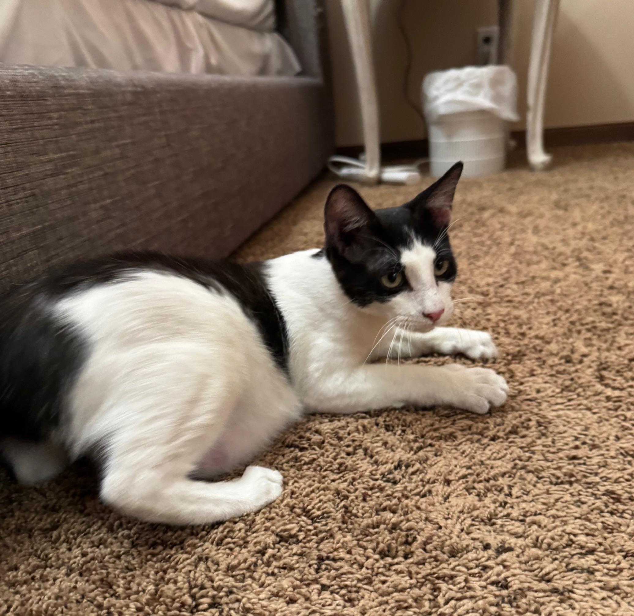 Lurch, an adopted mixed breed in Albuquerque, NM image 6/6