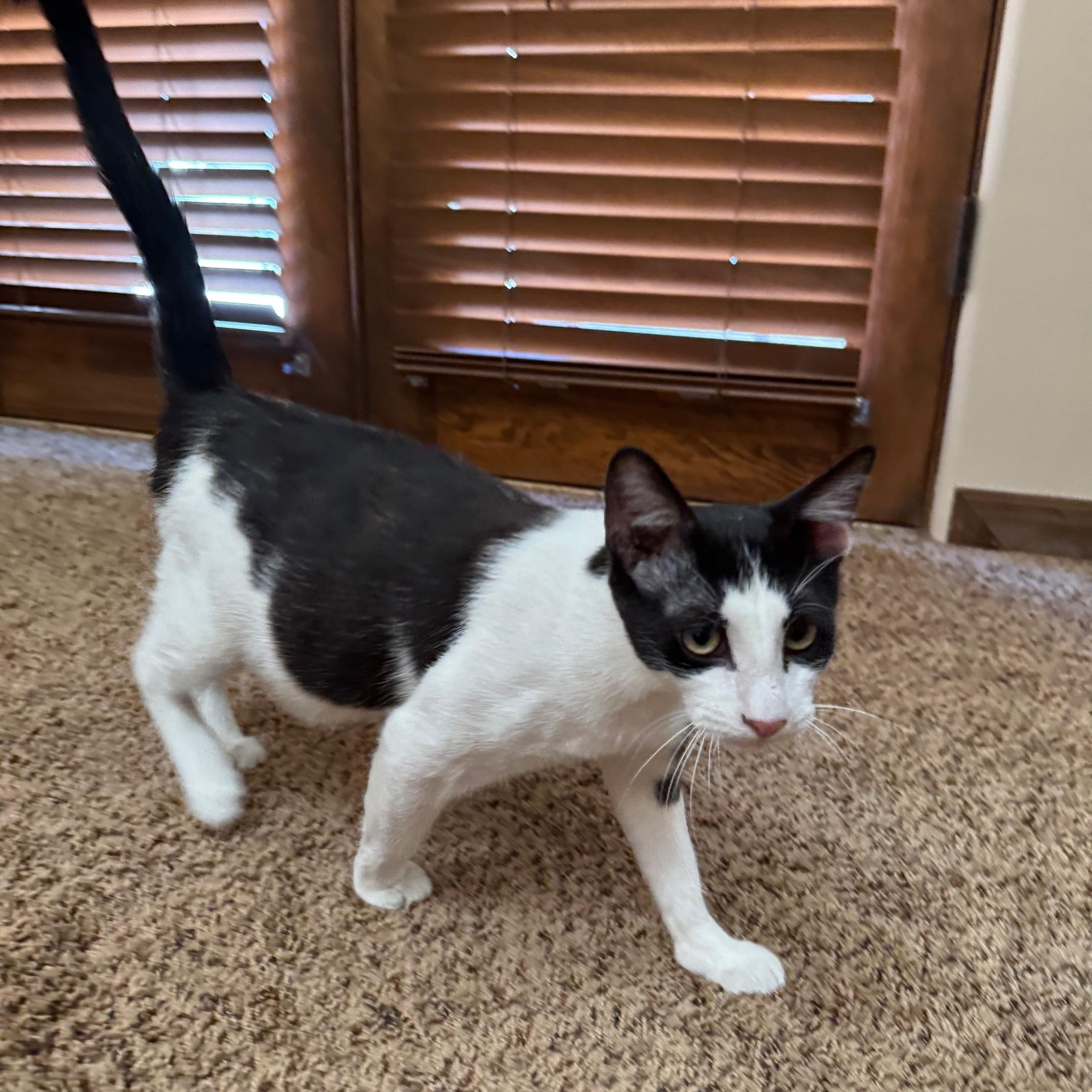 Lurch, an adopted mixed breed in Albuquerque, NM image 5/6