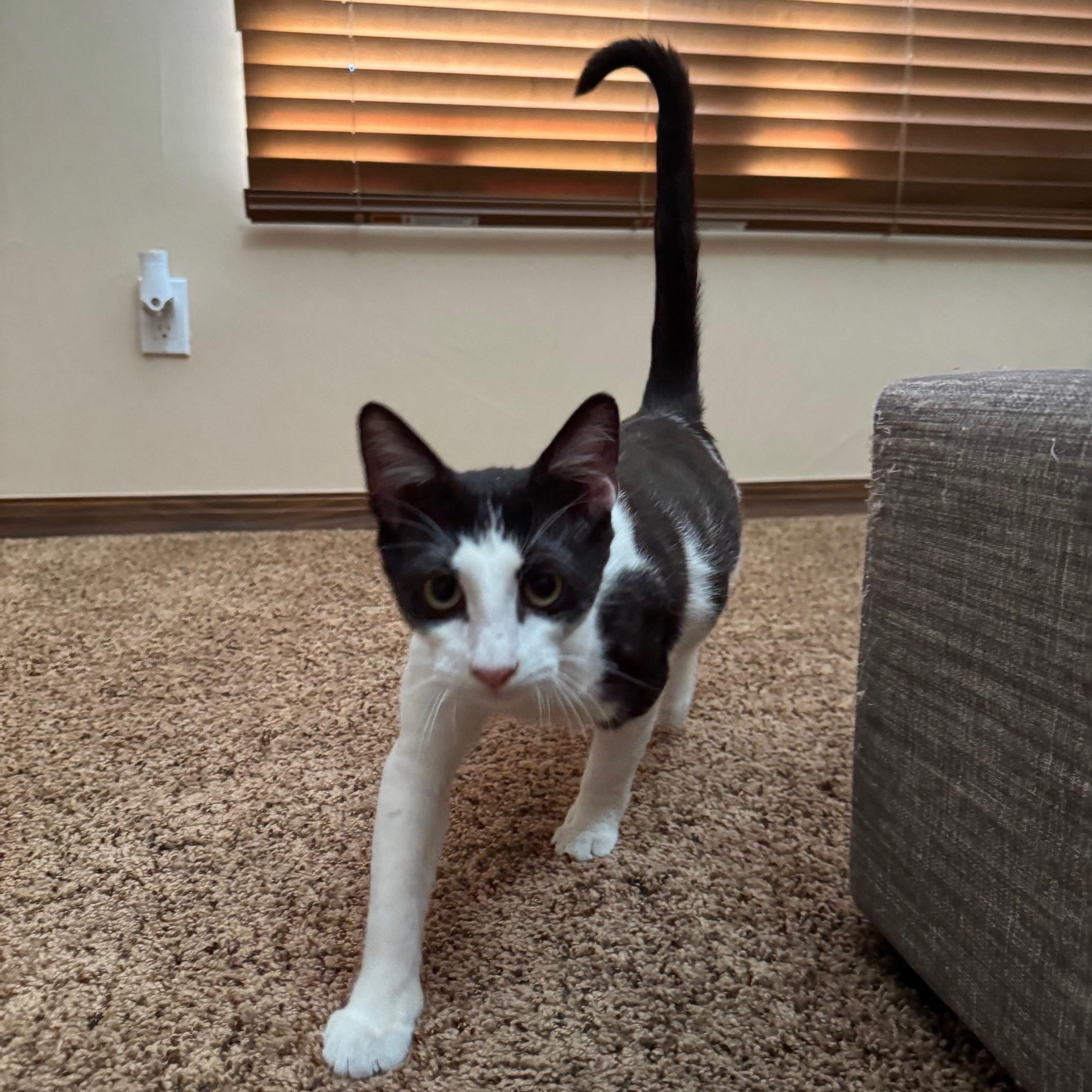 Lurch, an adopted mixed breed in Albuquerque, NM image 3/6