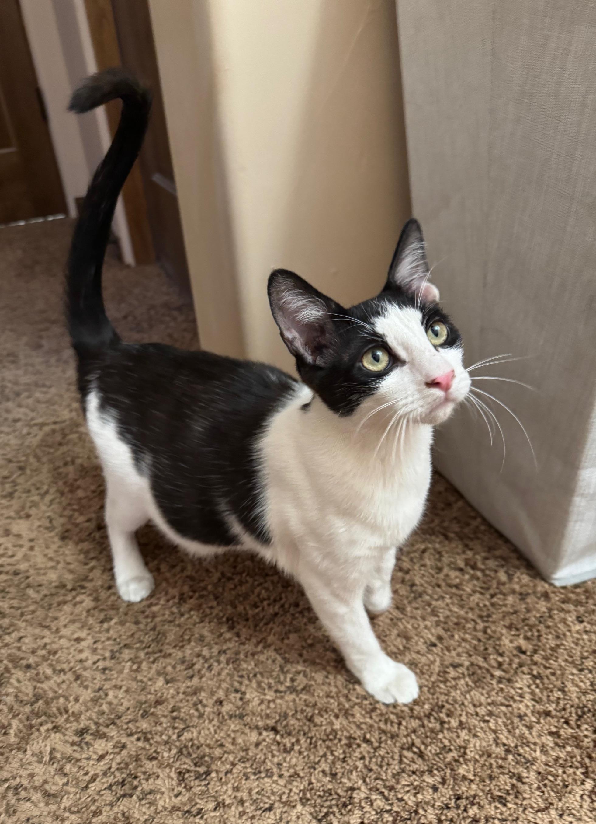 Lurch, adopted, Kitten Male Domestic Short Hair.