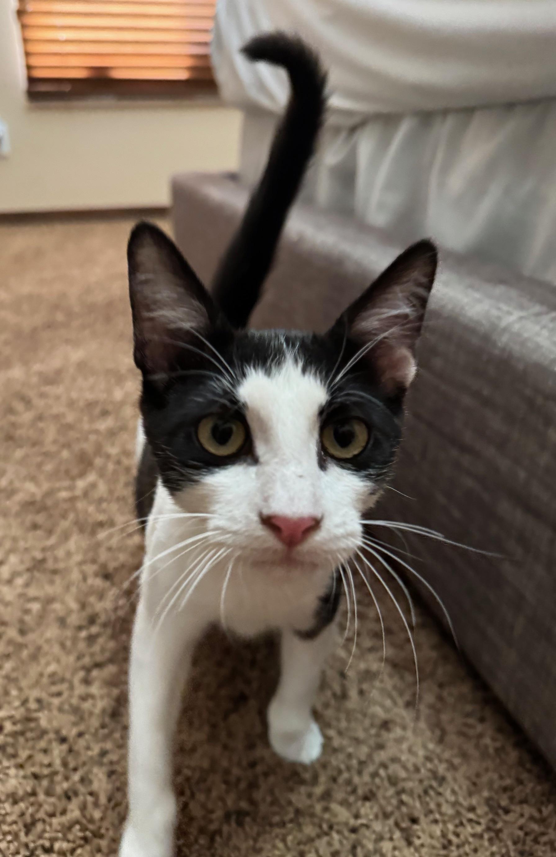 Lurch, an adopted mixed breed in Albuquerque, NM image 2/6