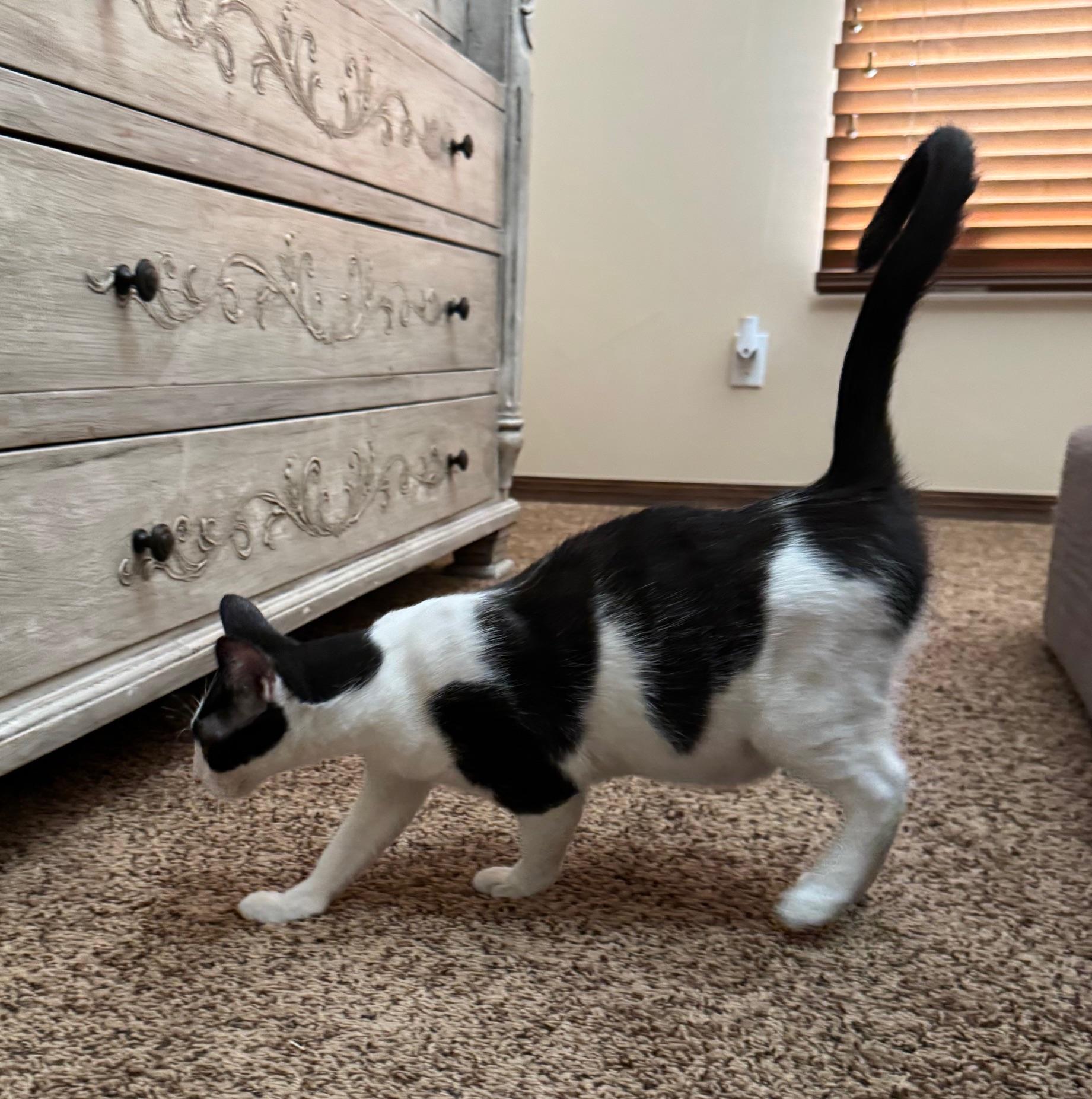 Lurch, an adopted mixed breed in Albuquerque, NM image 4/6