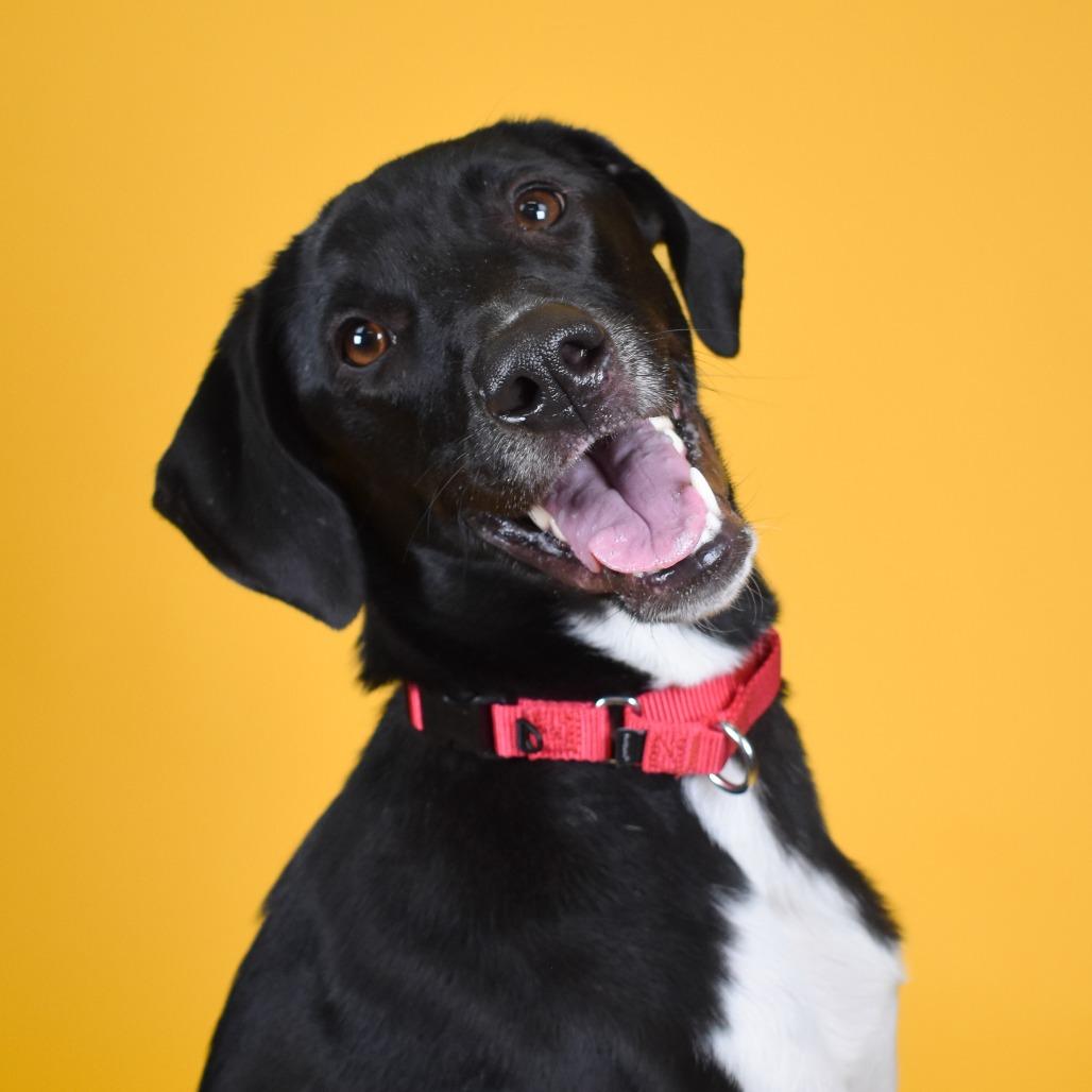 Enlarge Star, a Adoptable mixed breed in West Palm Beach, FL image 1/6