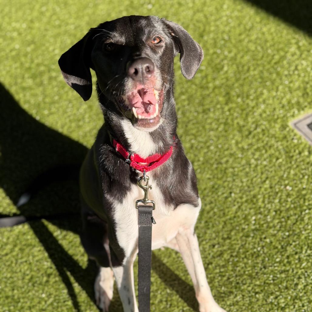 Enlarge Star, a Adoptable mixed breed in West Palm Beach, FL image 2/6