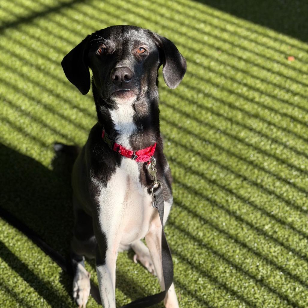 Enlarge Star, a Adoptable mixed breed in West Palm Beach, FL image 3/6