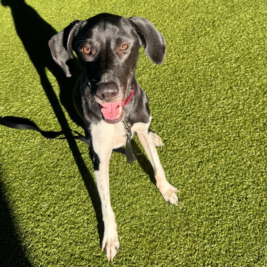 Enlarge Star, a Adoptable mixed breed in West Palm Beach, FL image 4/6