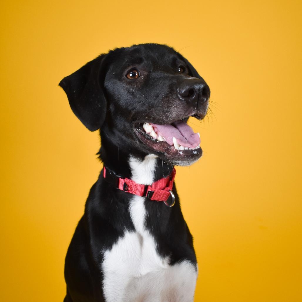Enlarge Star, a Adoptable mixed breed in West Palm Beach, FL image 5/6