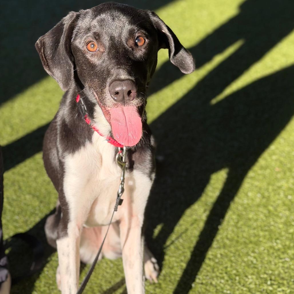 Enlarge Star, a Adoptable mixed breed in West Palm Beach, FL image 6/6