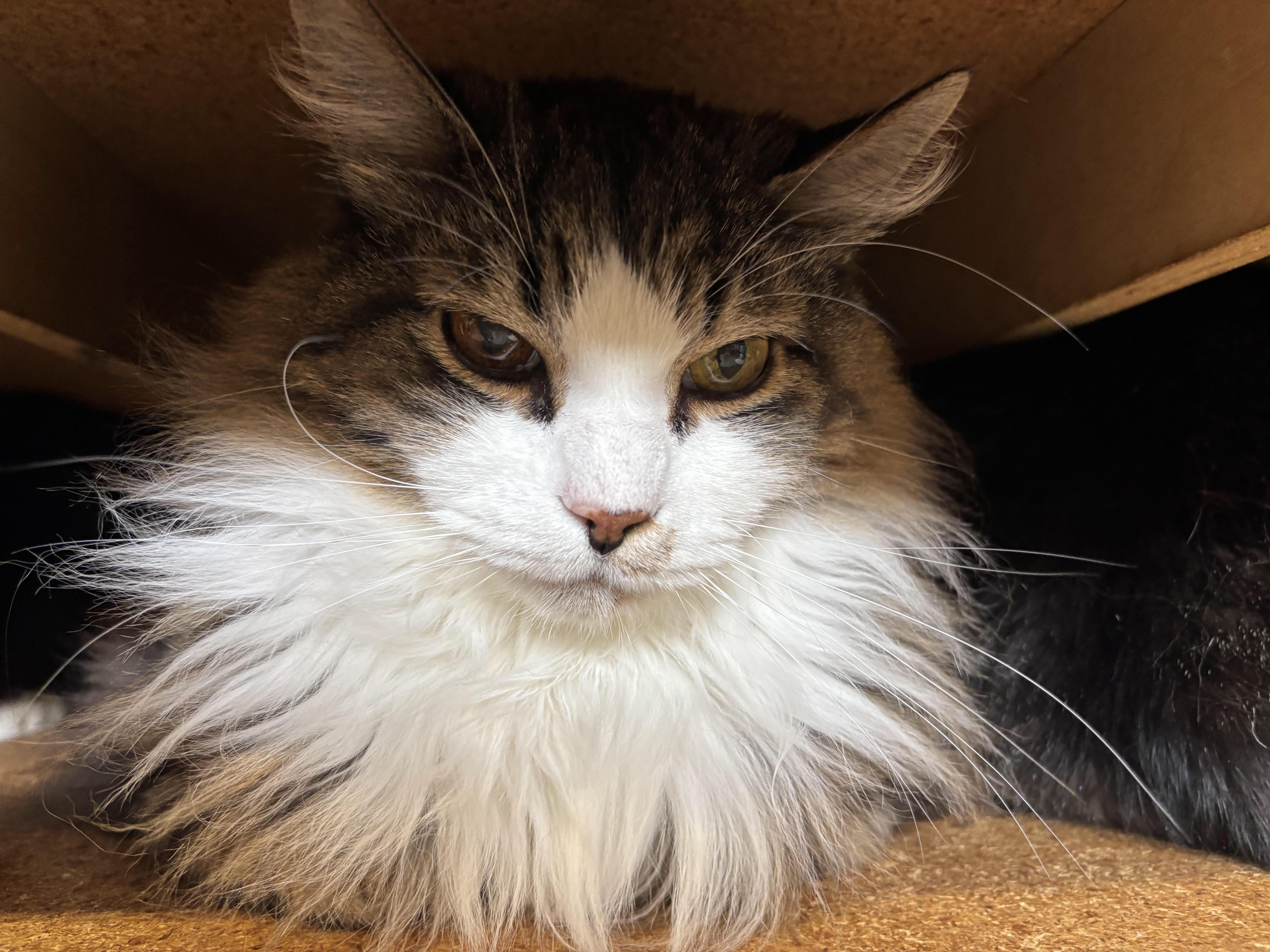 Baby Boy (part of a bonded trio), ADOPTABLE, Senior Female British Longhair.