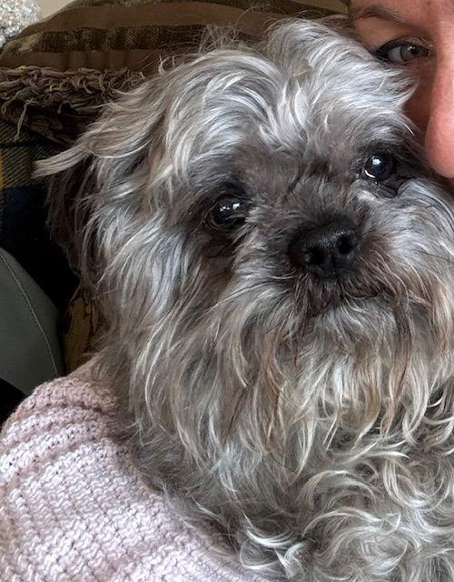 Mac, Adoptable, Adult Male Terrier.