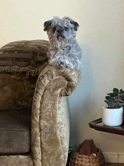 Enlarge Mac, a Adoptable Terrier in Etobicoke, ON image 2/3