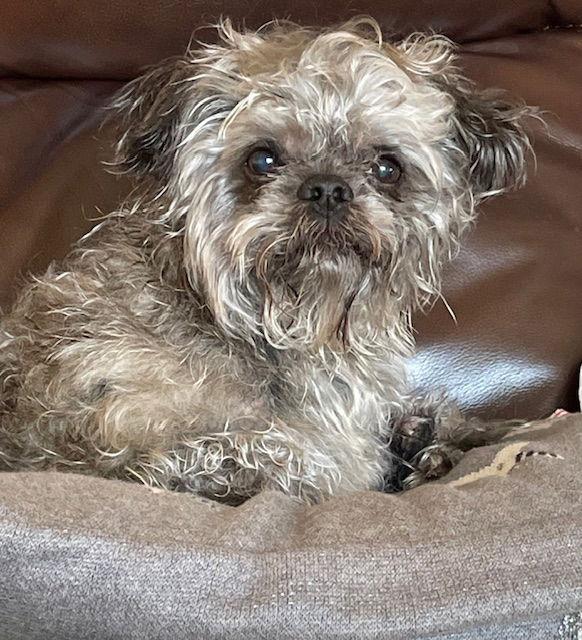 Enlarge Mac, a Adoptable Terrier in Etobicoke, ON image 3/3