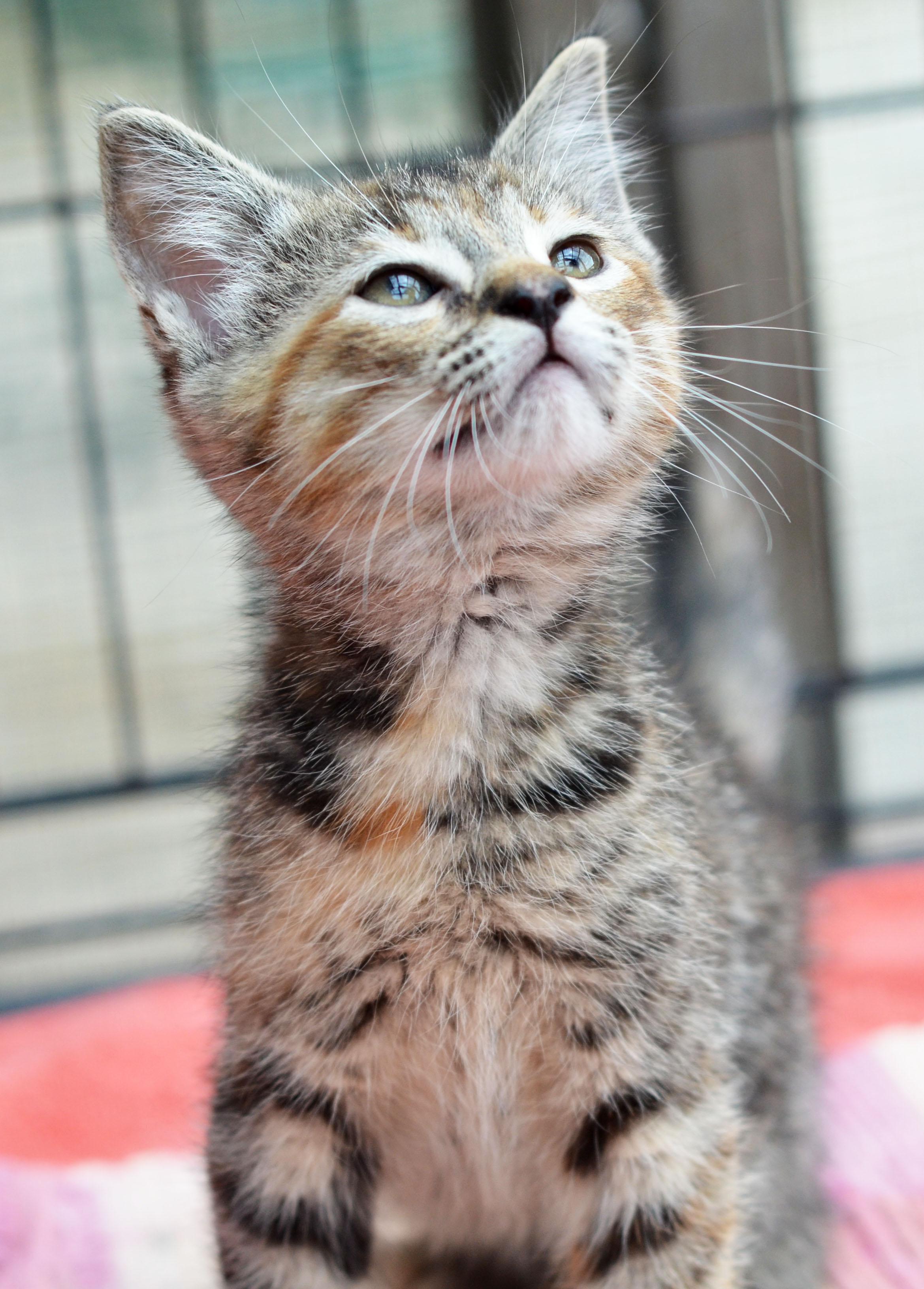 Queenie, Adopted, Young Female Torbie.
