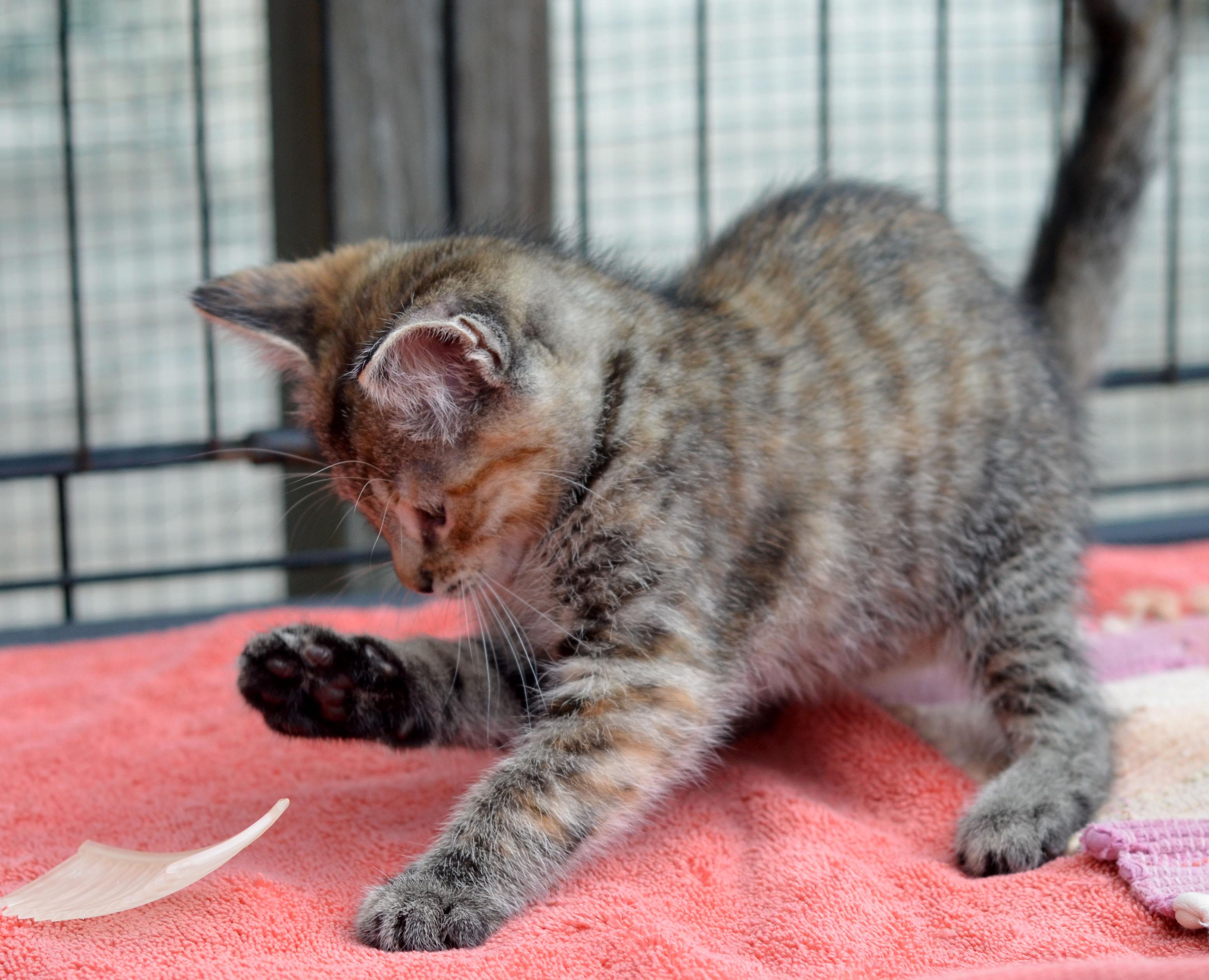 Enlarge Queenie, a Adopted Torbie in Leicester, NC image 3/5