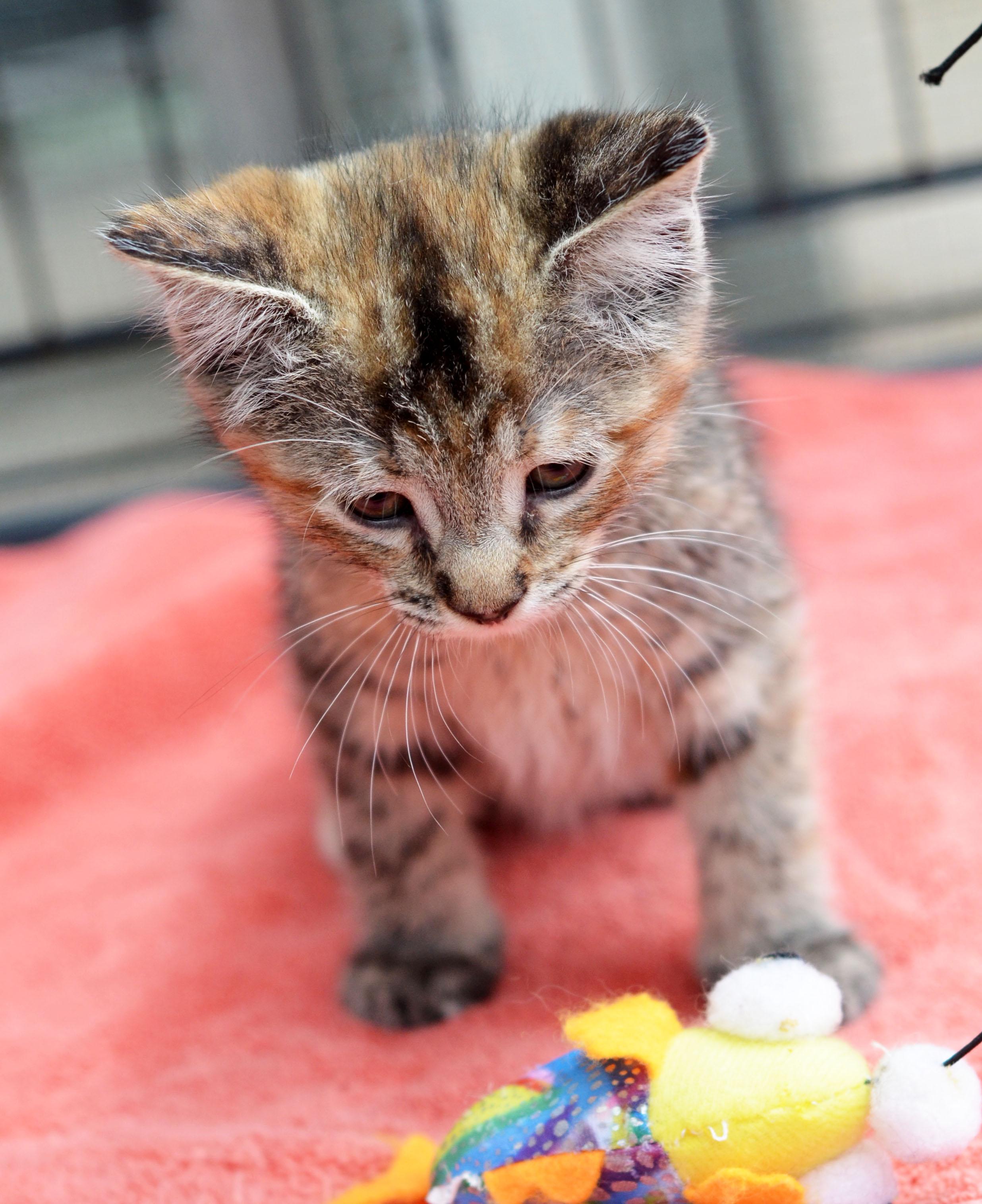 Enlarge Queenie, a Adopted Torbie in Leicester, NC image 4/5
