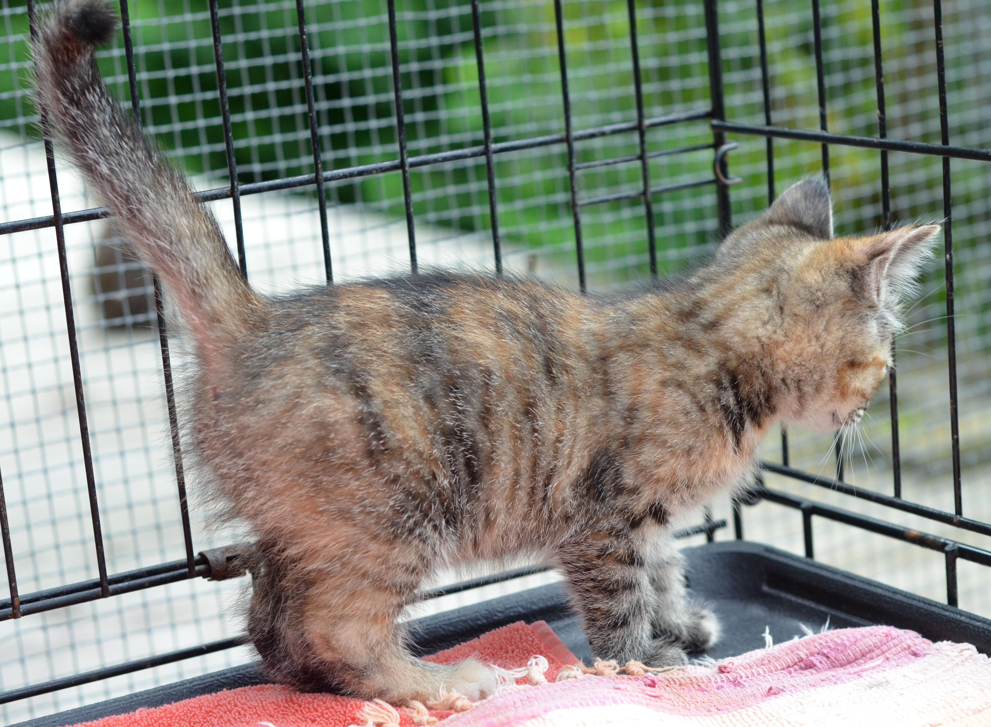 Enlarge Queenie, a Adopted Torbie in Leicester, NC image 5/5